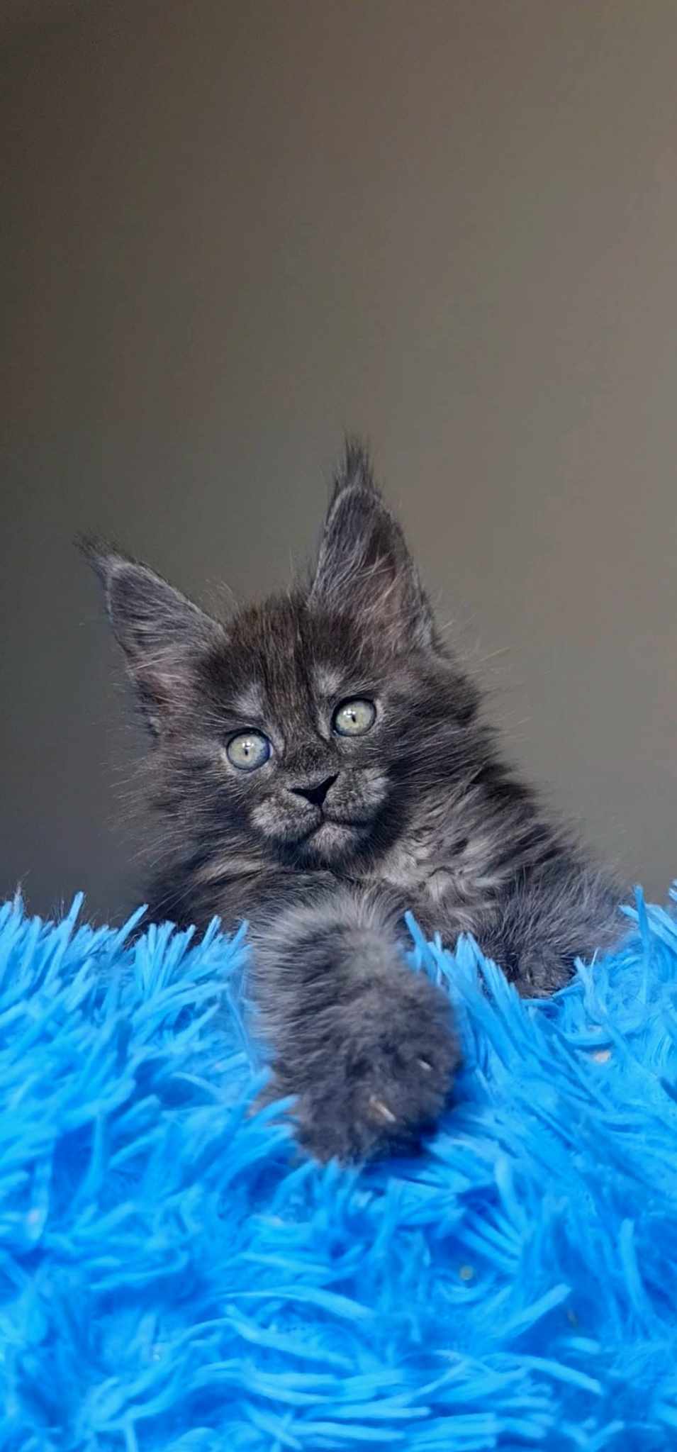 Nefertiti Female Maine Coon Maniacs