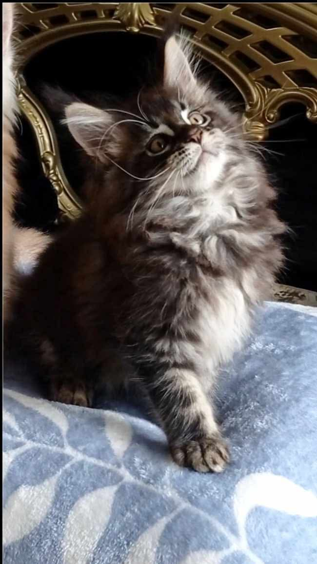 Sweet Bear Male Maine Coon Maniacs