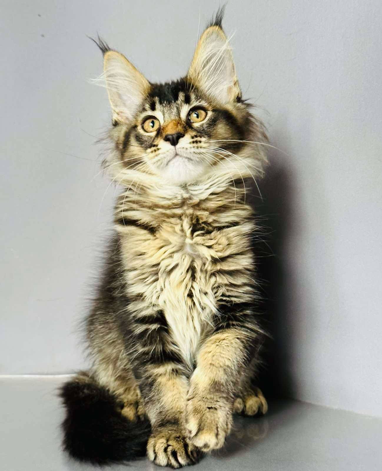 Emma-Female - Image 5