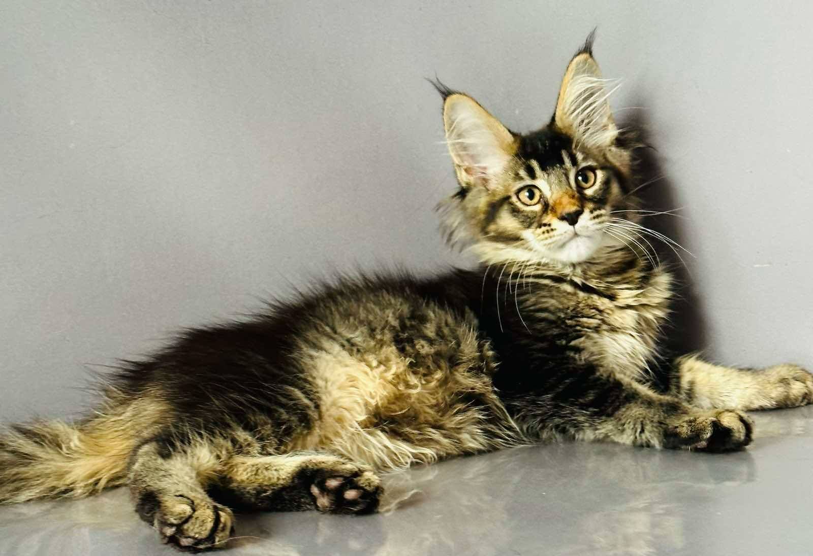 Emma-Female - Image 4