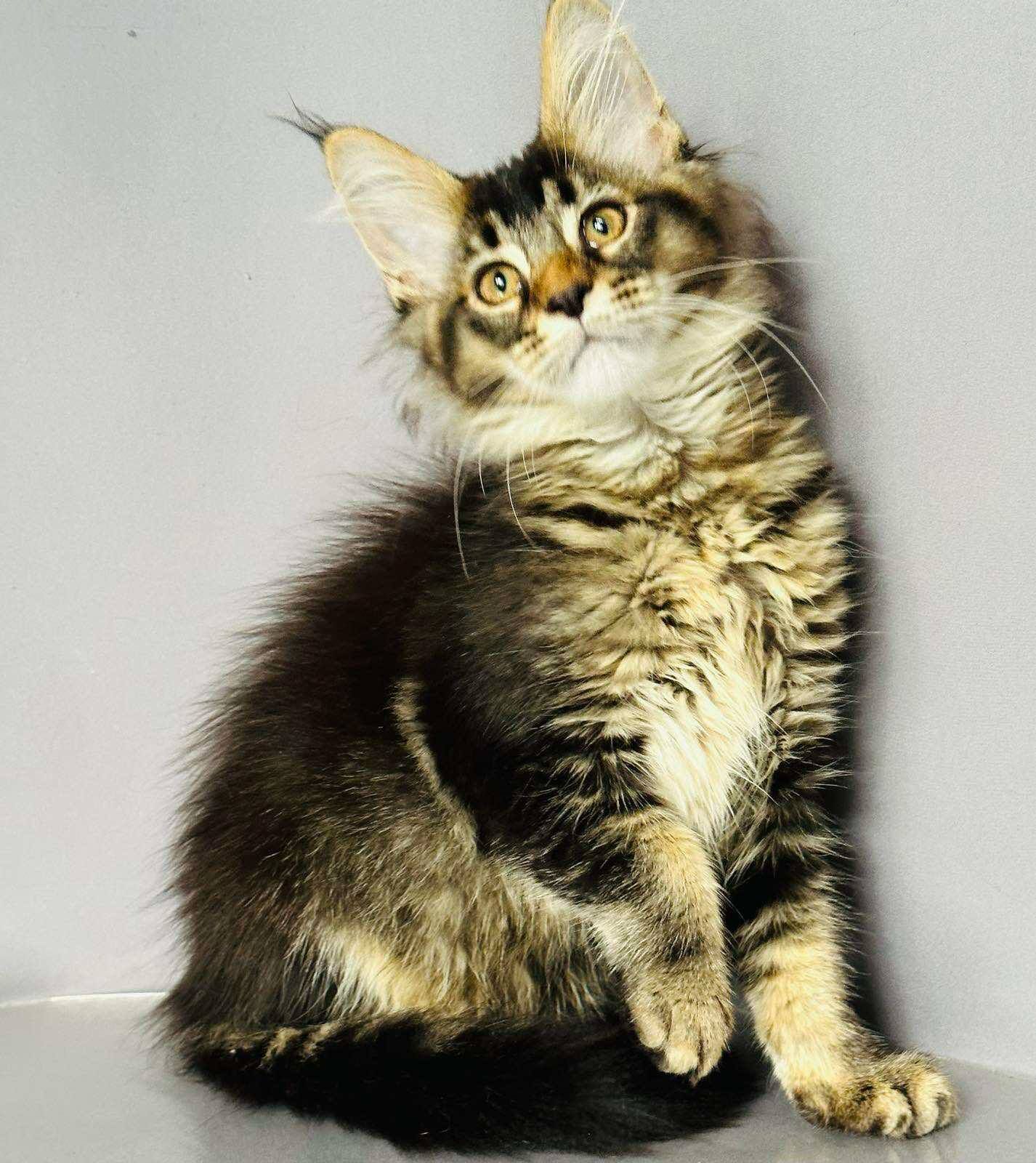huge maine coon cat for sale