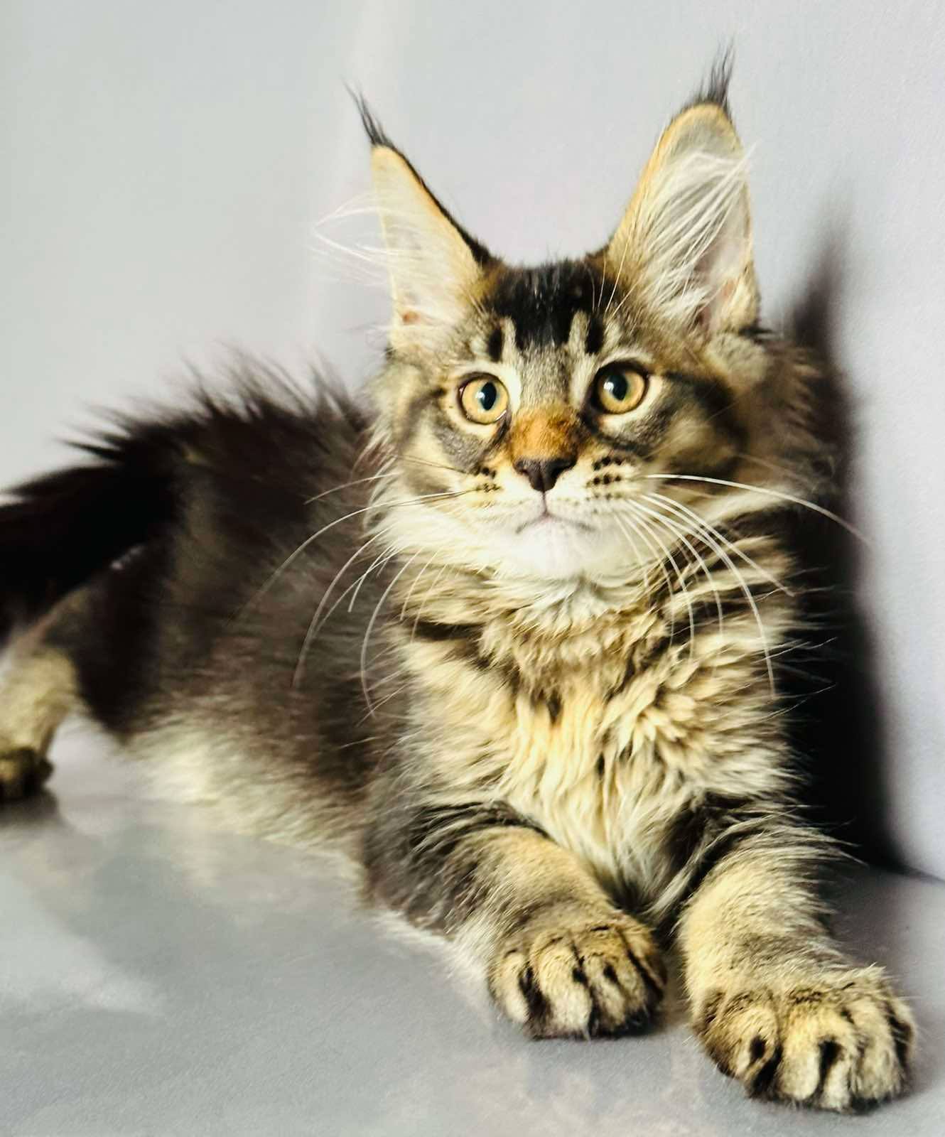 Emma-Female - Image 3