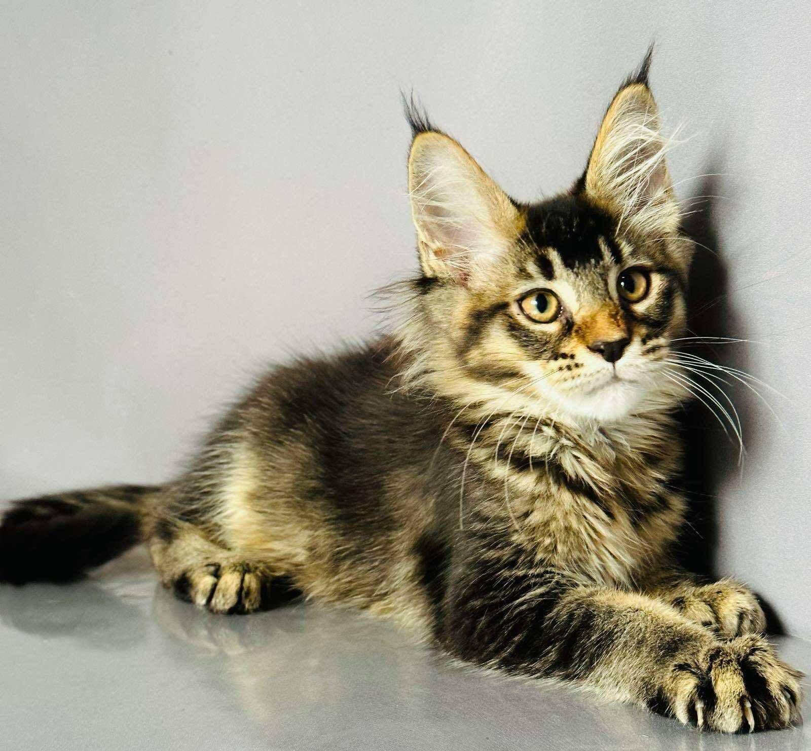 Emma-Female - Image 6