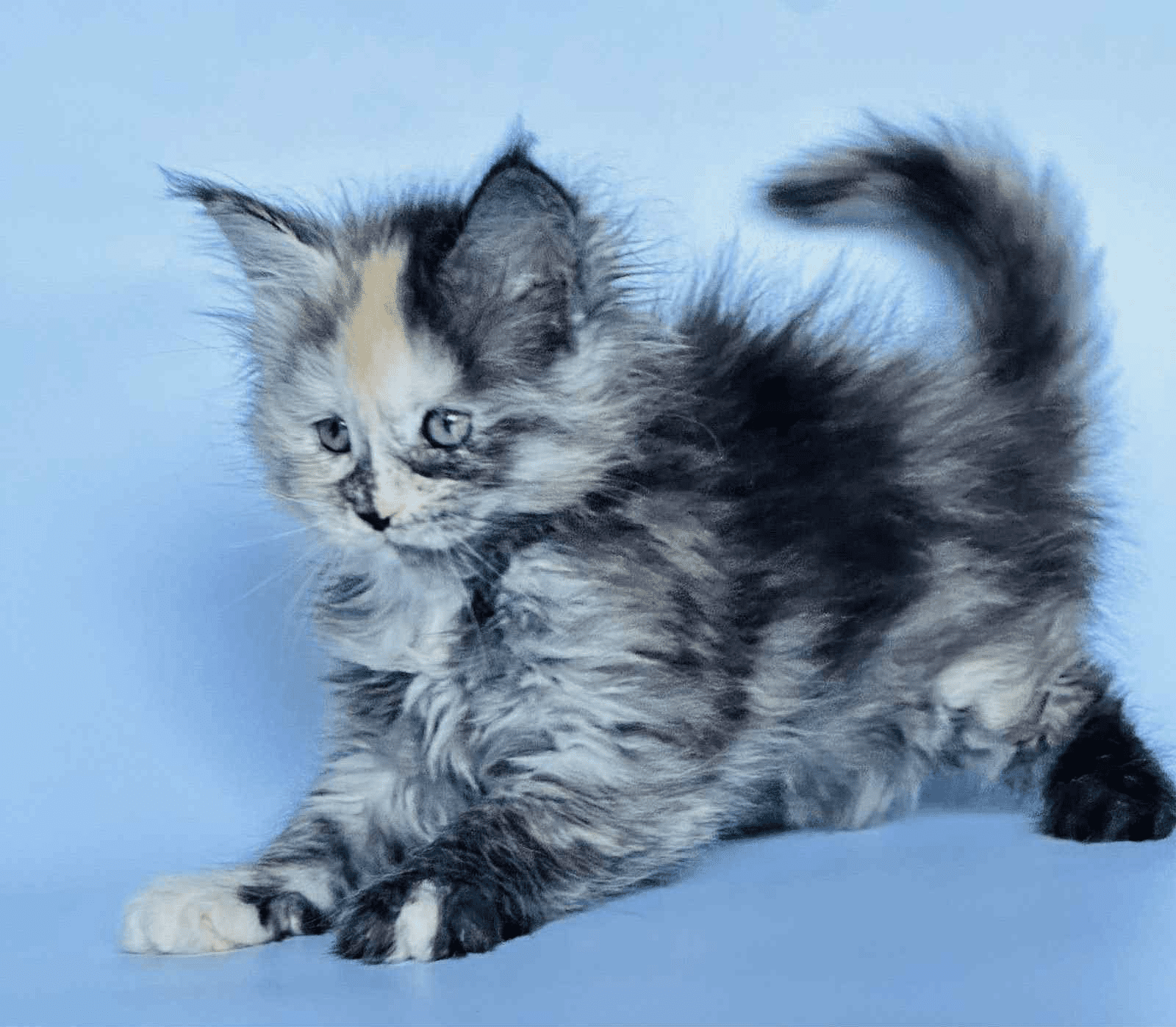 Arina-Female - Image 6