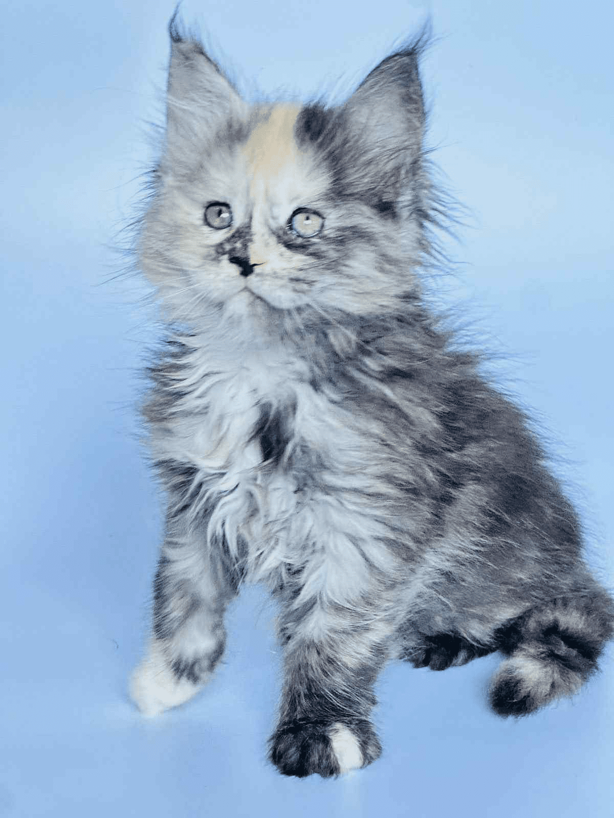 Arina-Female - Image 7