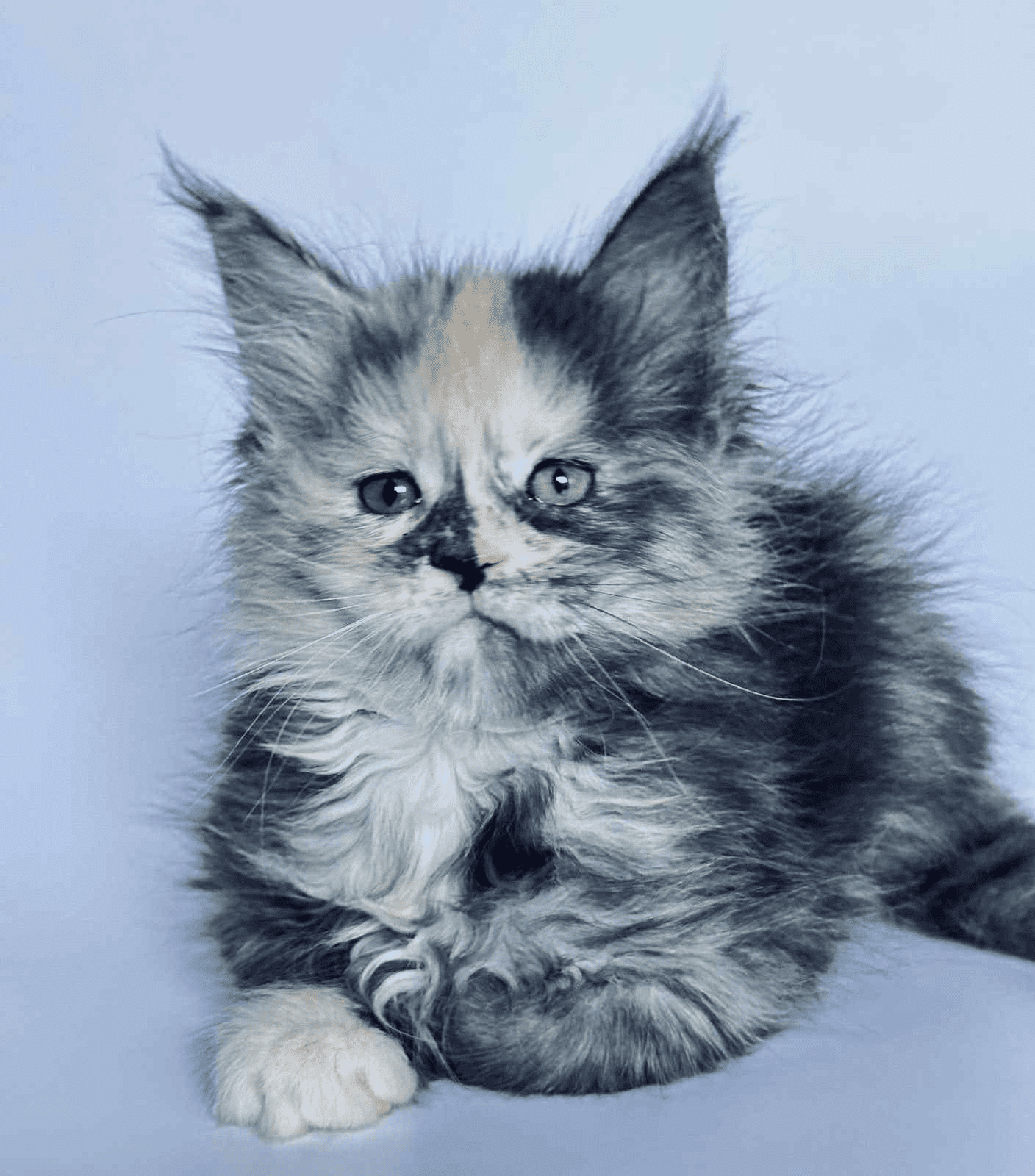 Arina-Female - Image 5