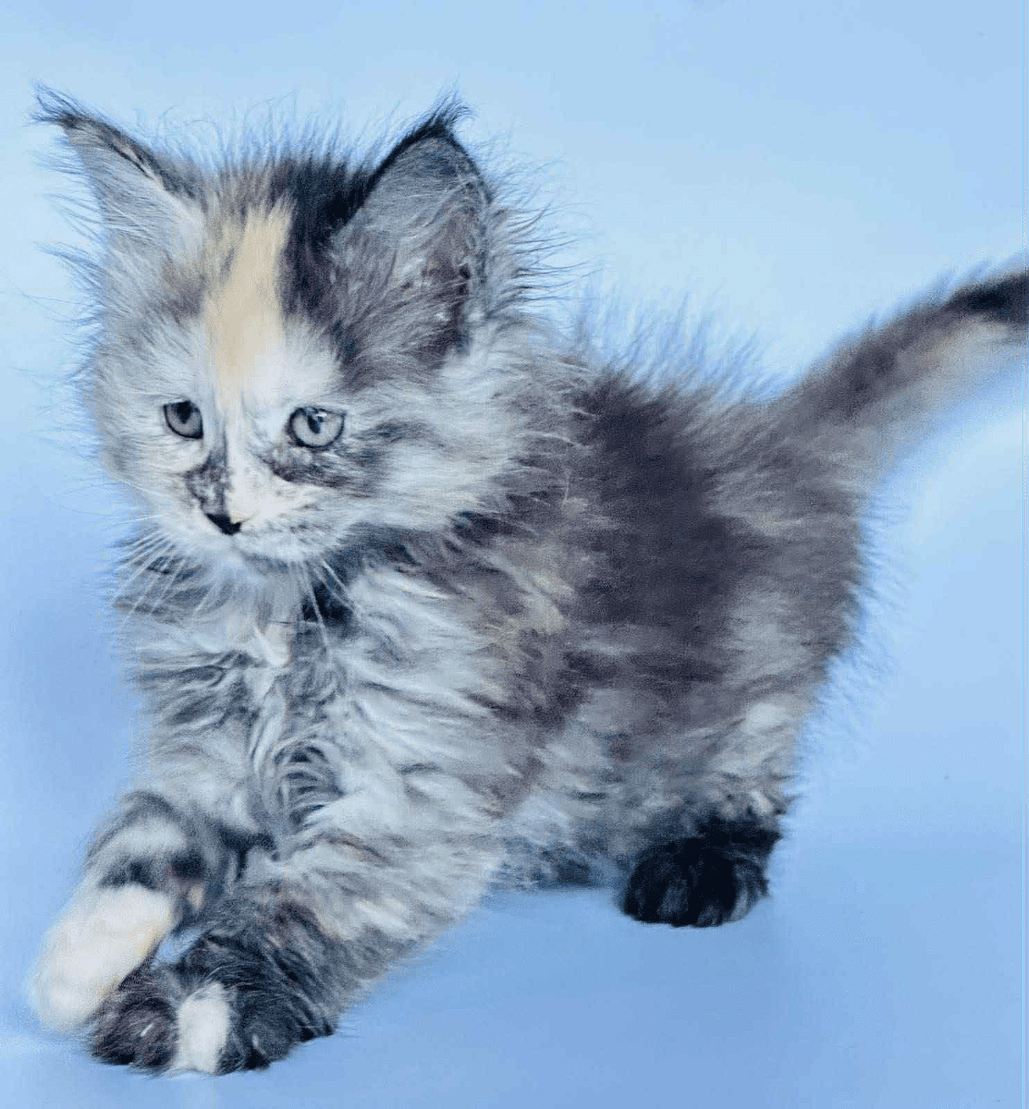 Arina-Female - Image 4