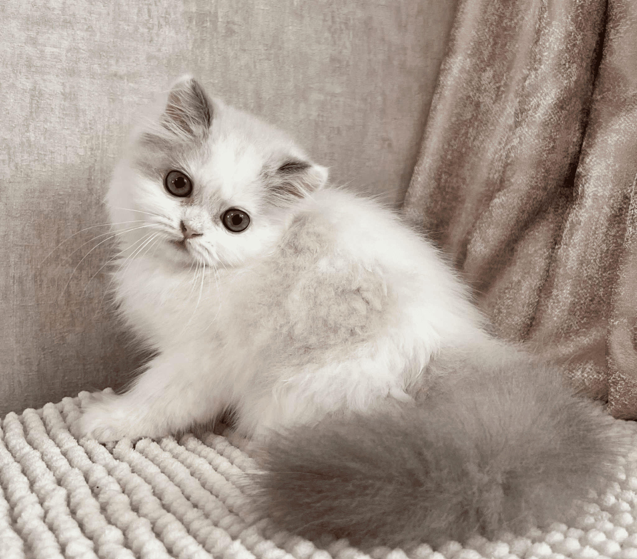 Angel-Male - Image 2