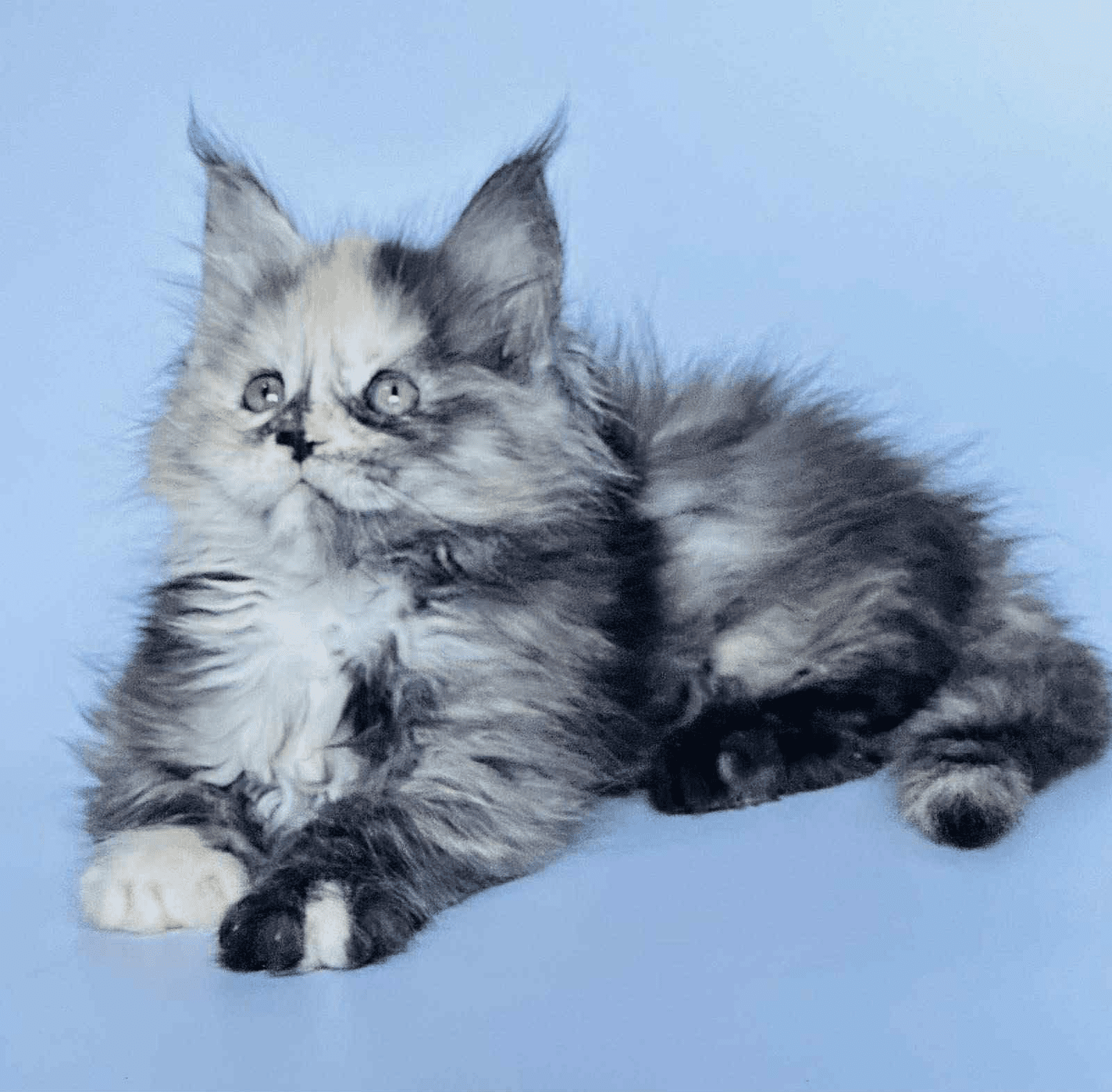 Arina-Female - Image 2