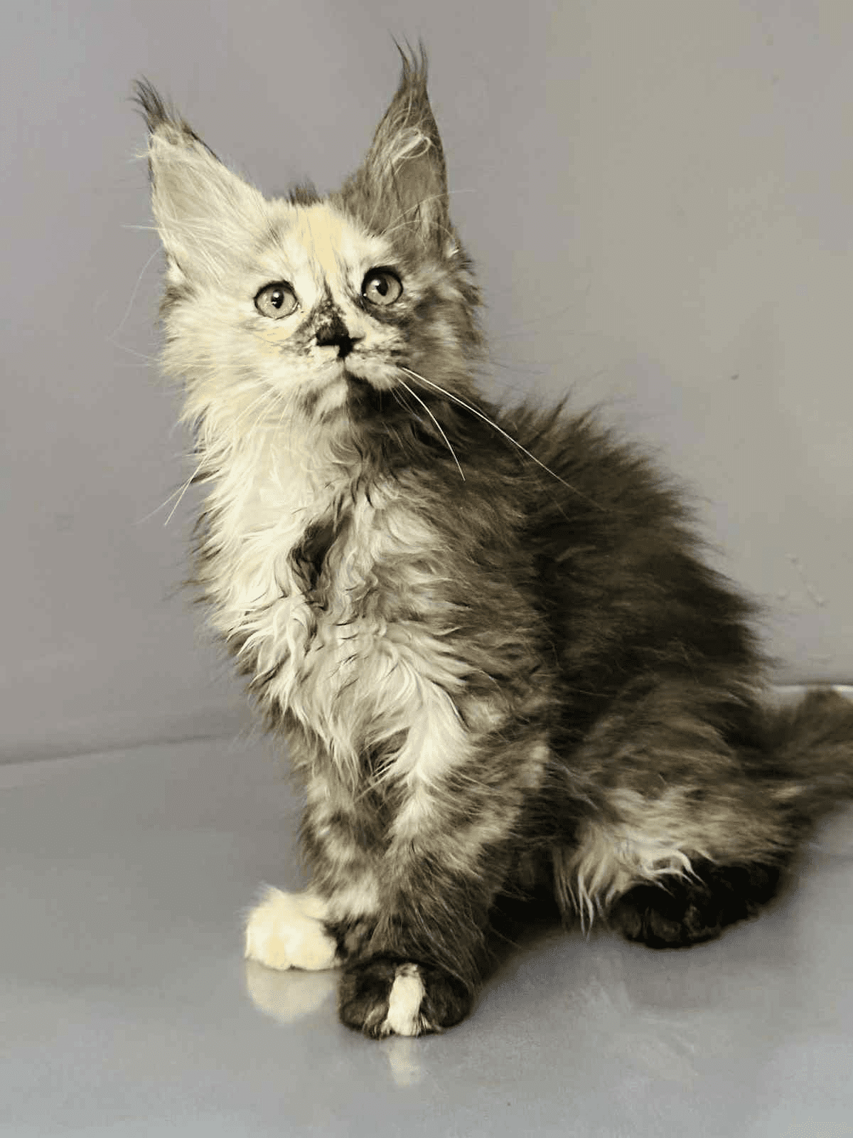 Arina-Female - Image 8