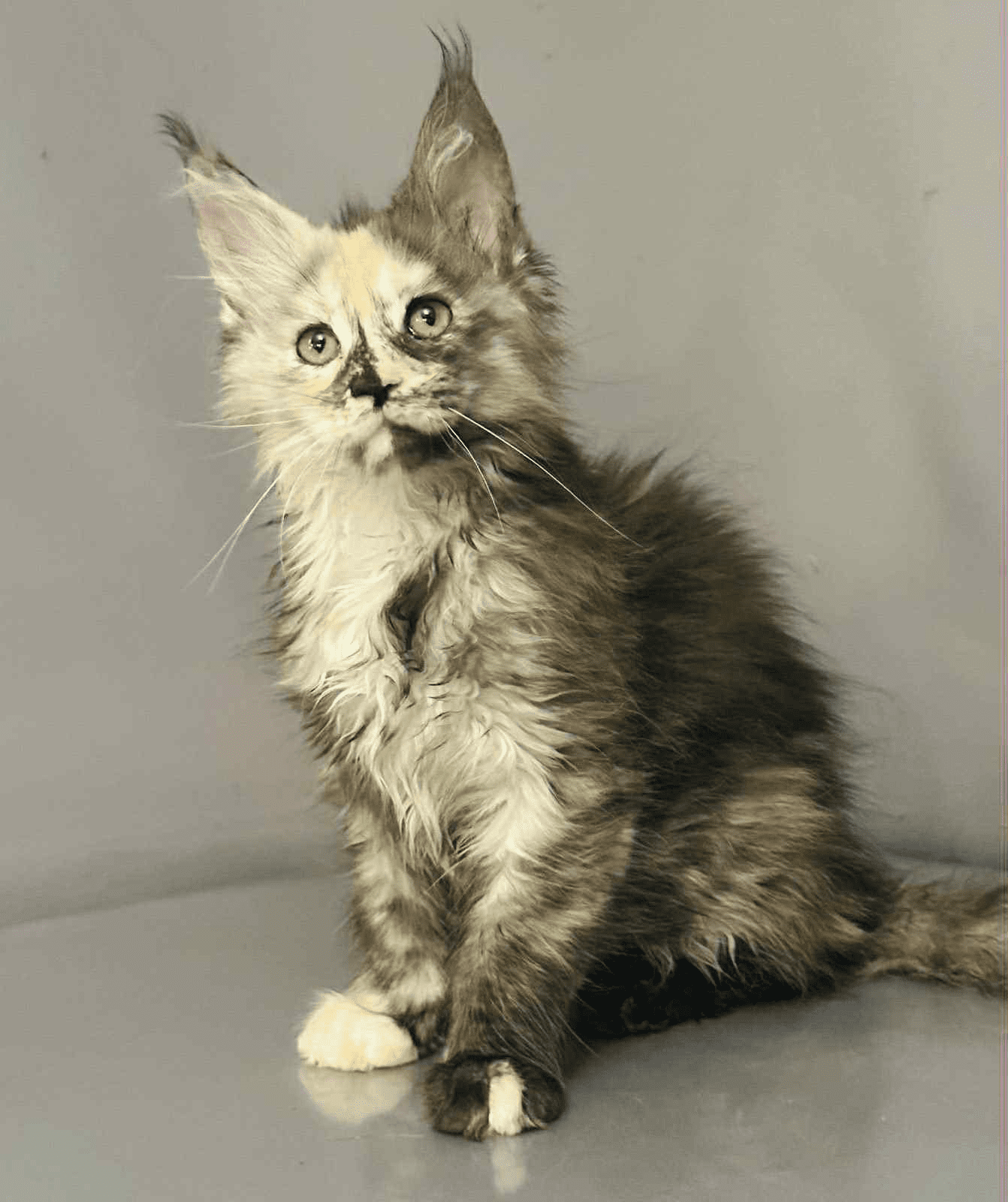 Arina-Female - Image 12