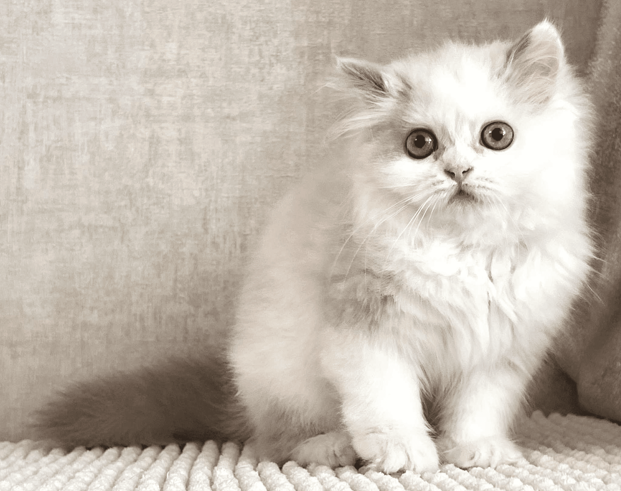 Angel-Male - Image 3