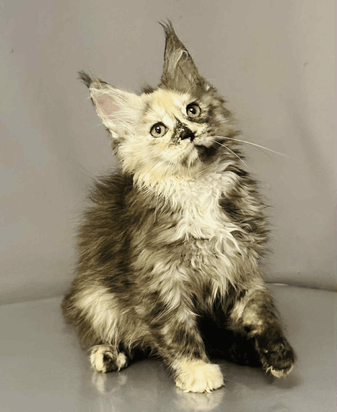 Arina-Female - Image 10