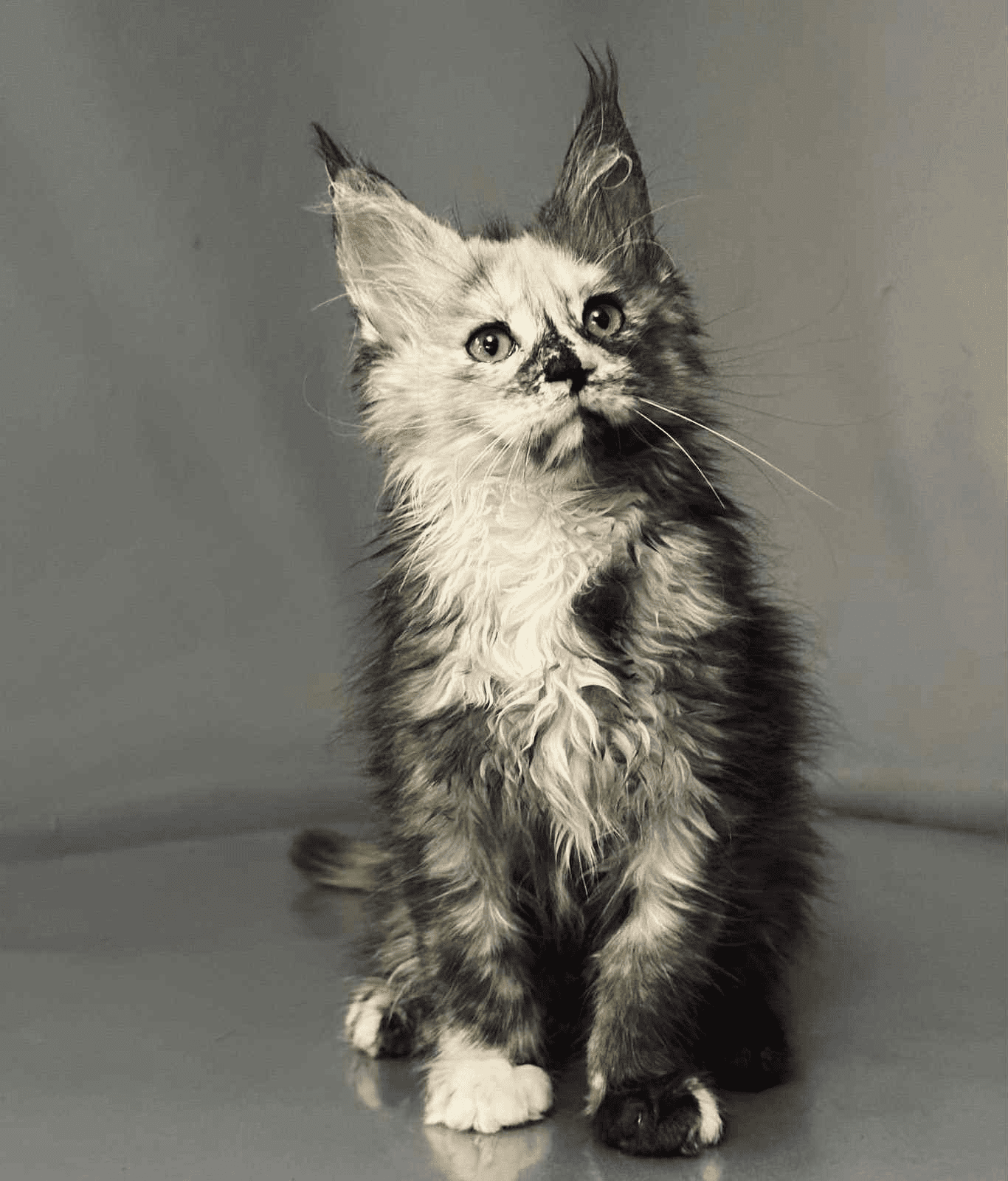 Arina-Female - Image 11