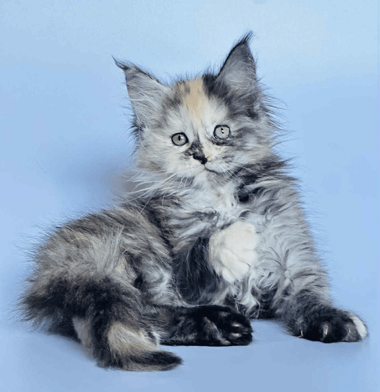 Arina-Female - Image 3