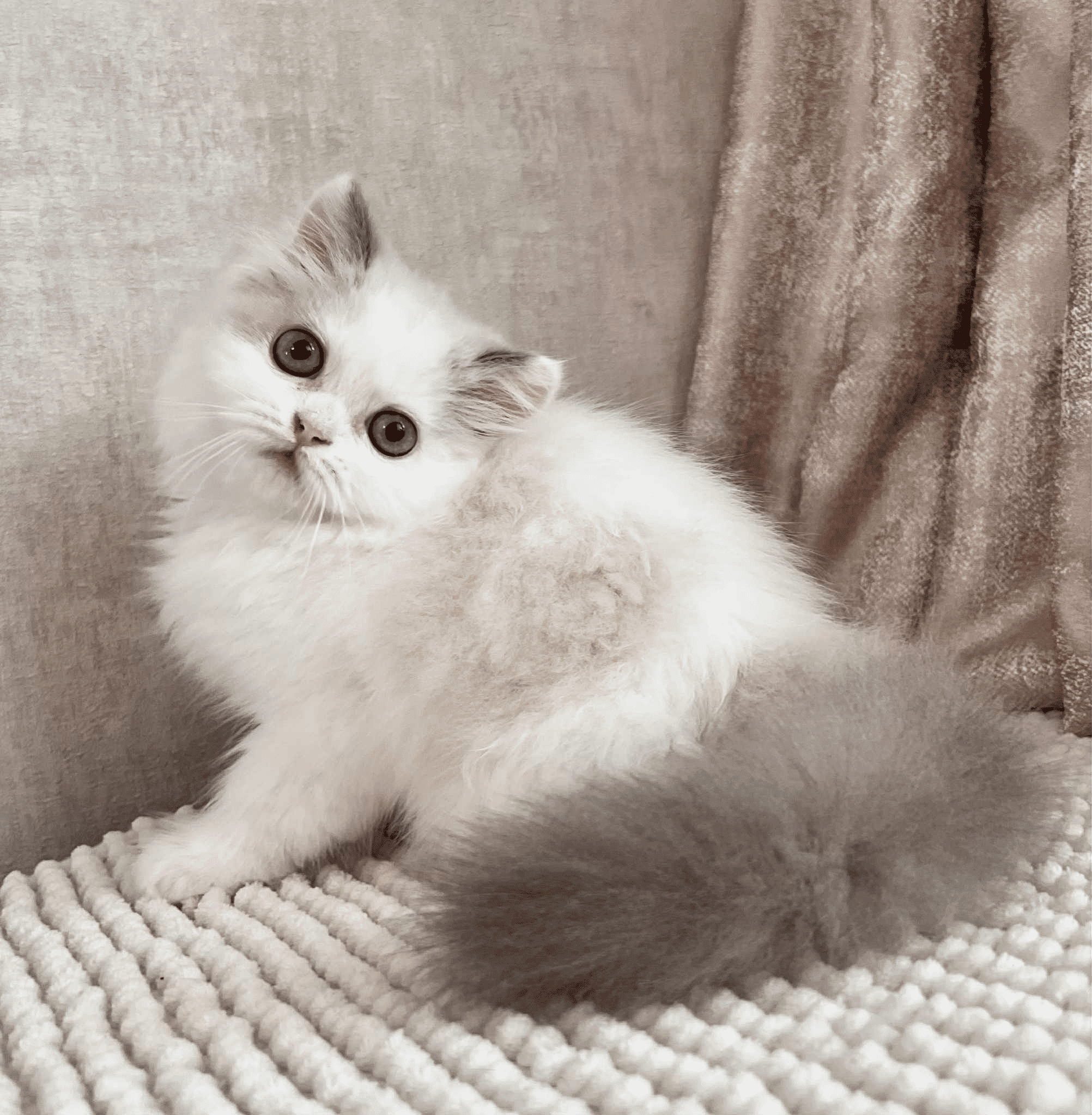 Angel-Male - Image 4