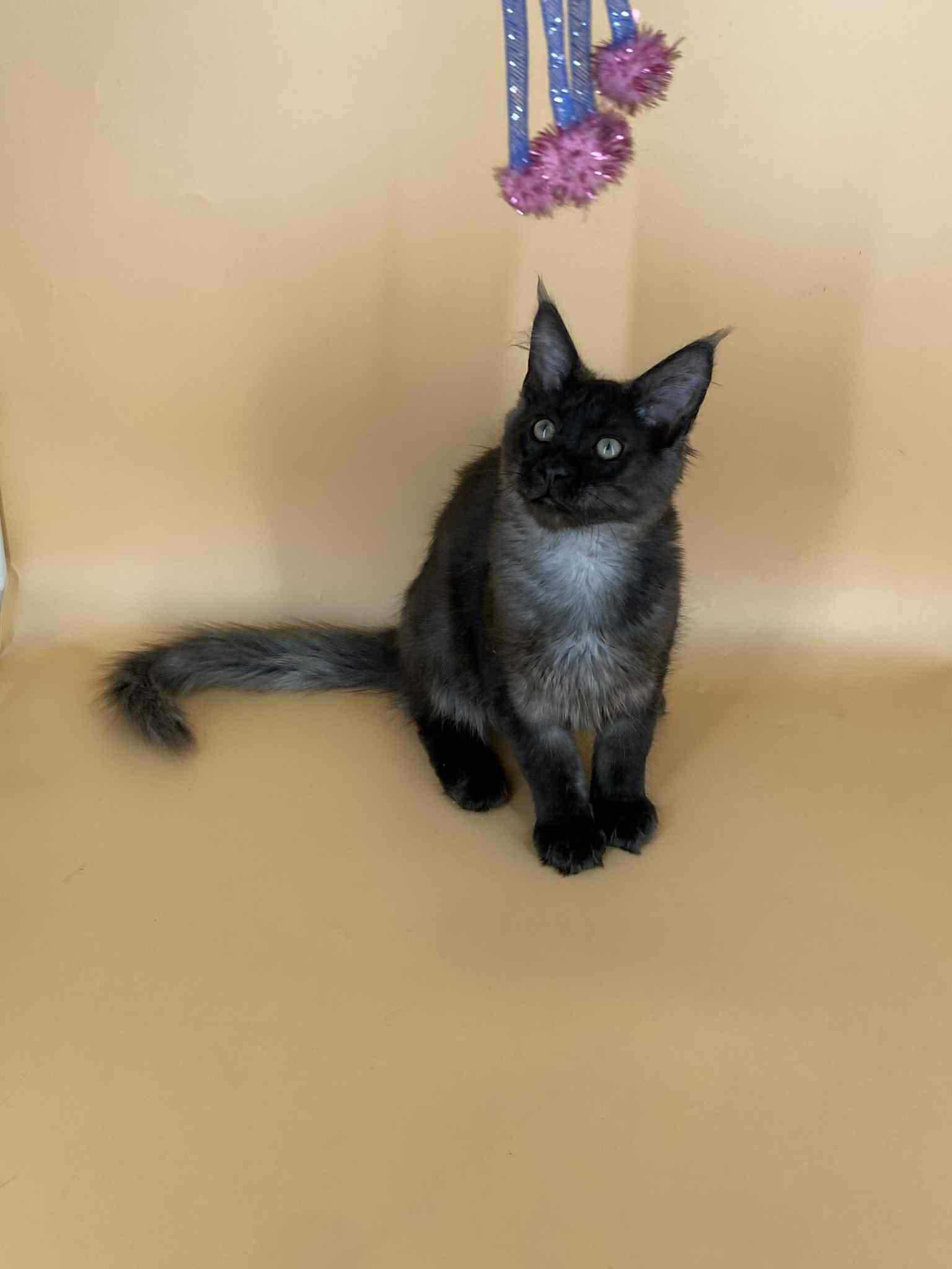 Sasha-Male - Image 10