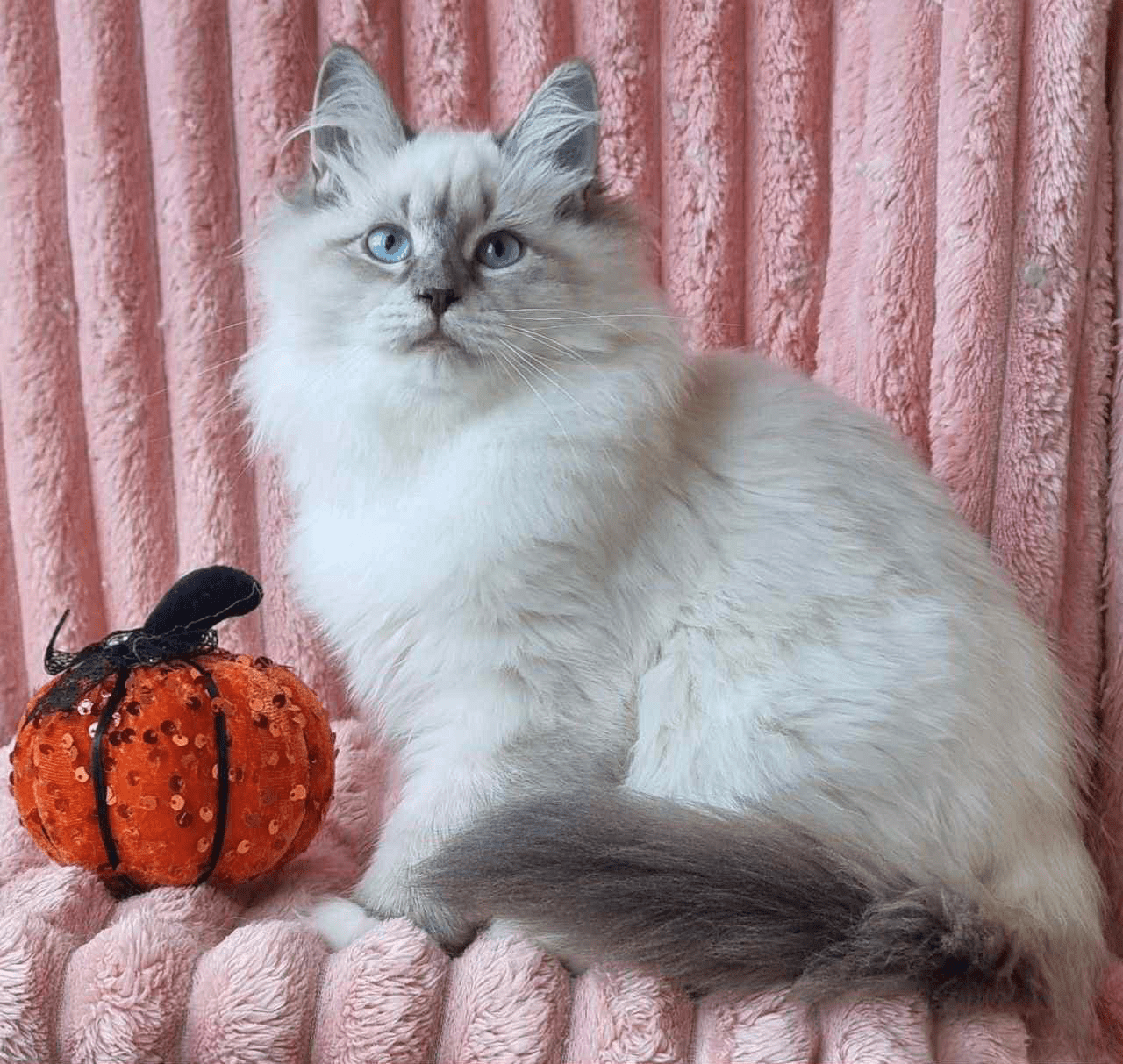 Raven-Female - Image 3