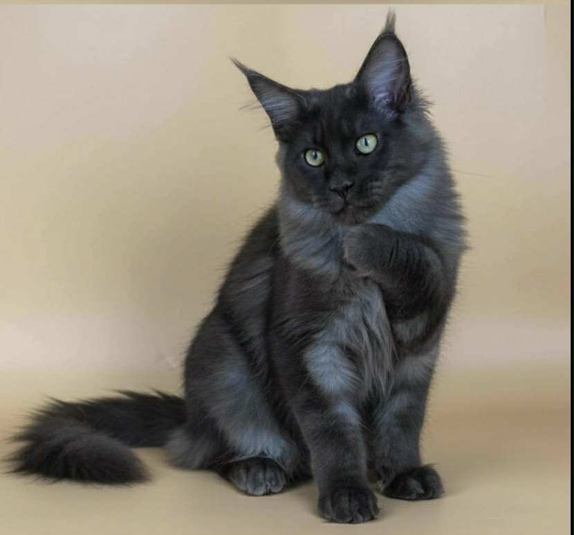 Sasha-Male - Image 15