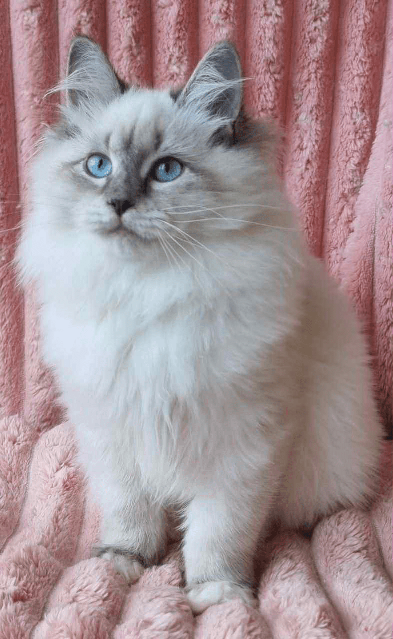 Raven-Female - Image 5