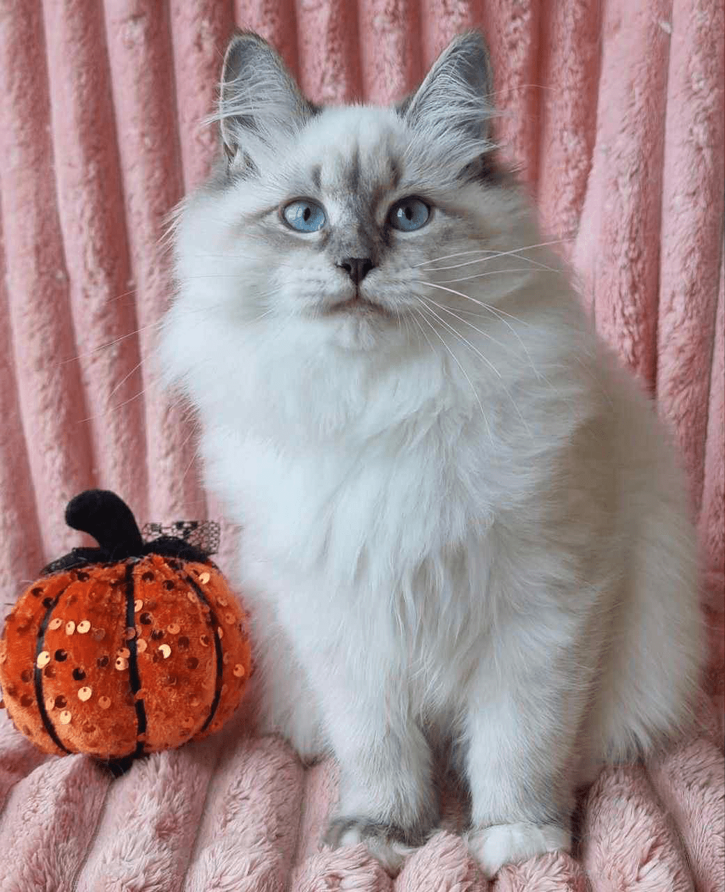 Raven-Female - Image 4