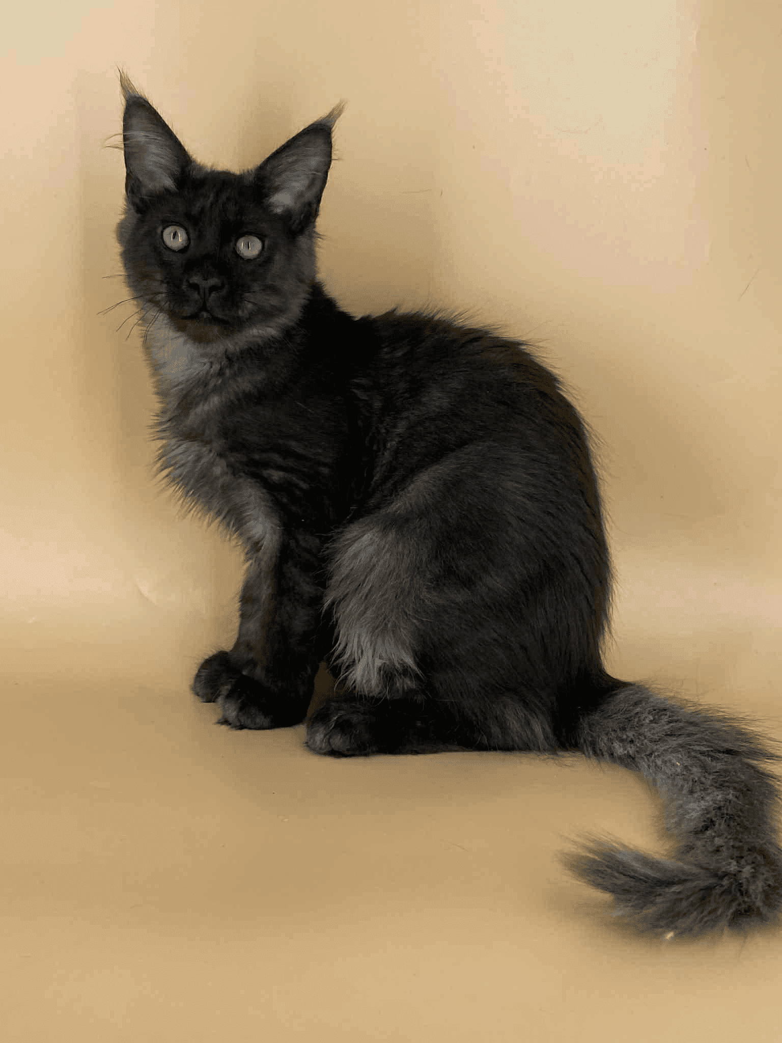 Sasha-Male - Image 9