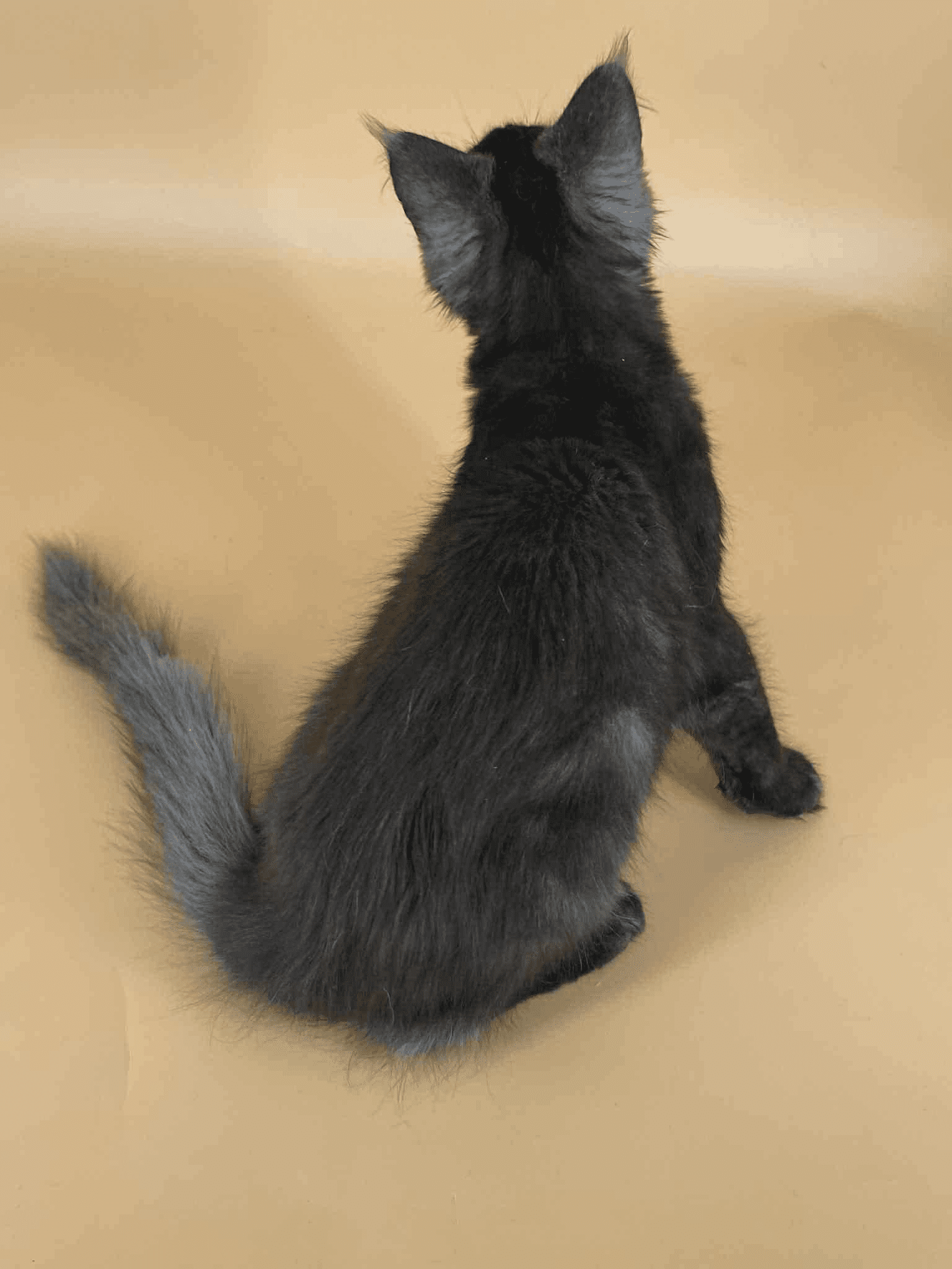 Sasha-Male - Image 12