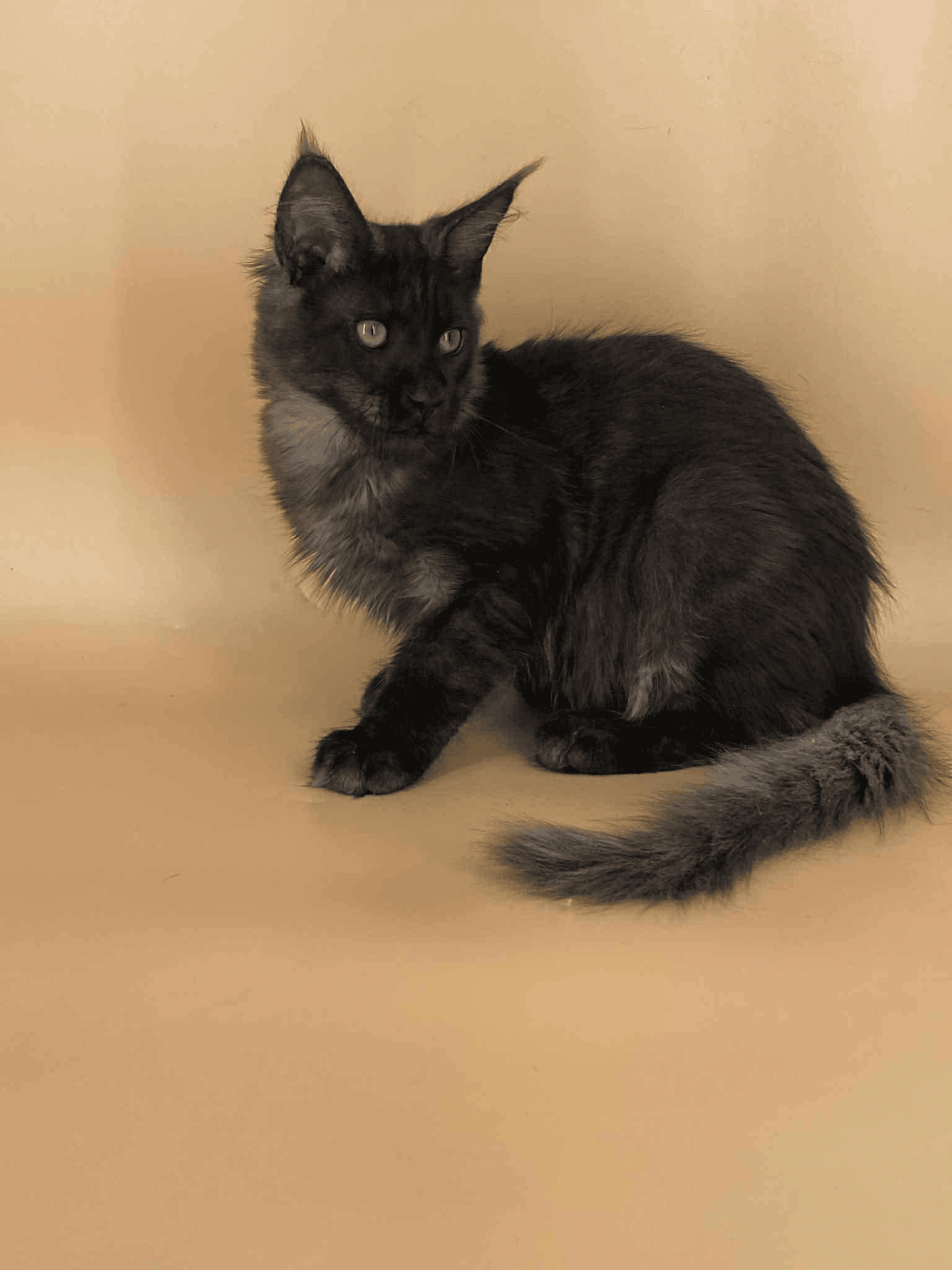 Sasha-Male - Image 3