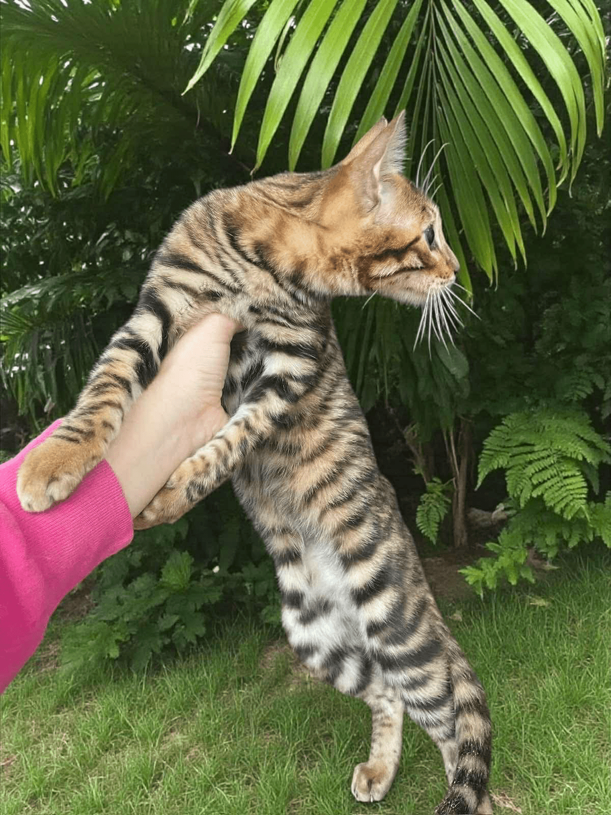 Indy-Female - Image 5