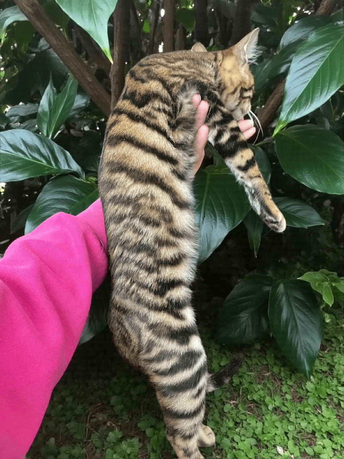 Indy-Female - Image 4