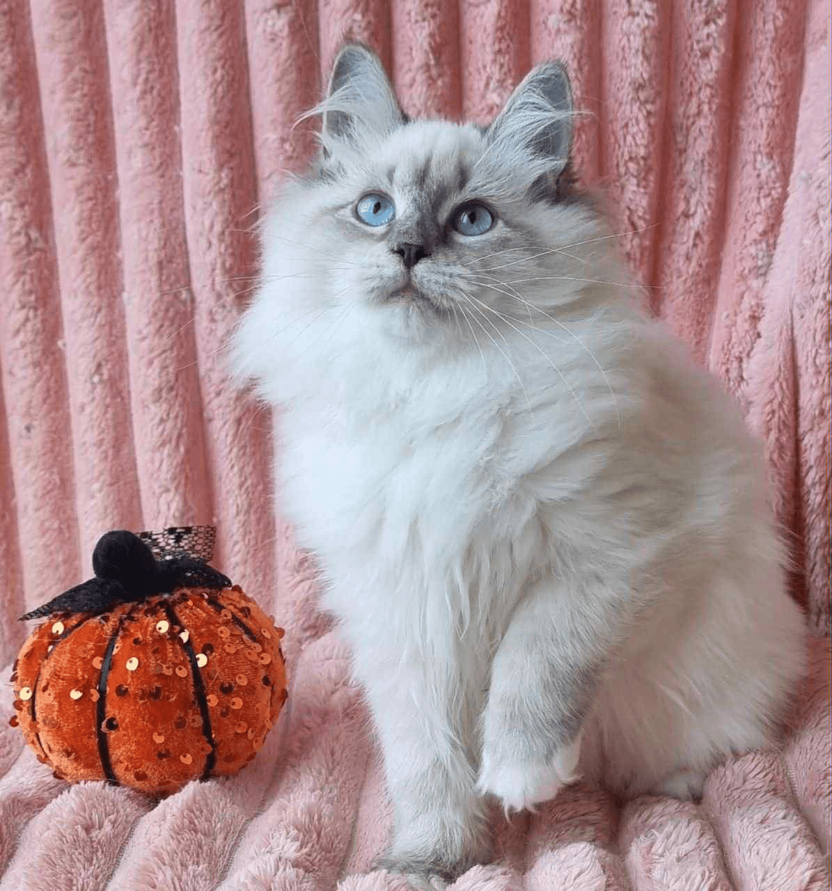 Raven-Female - Image 6