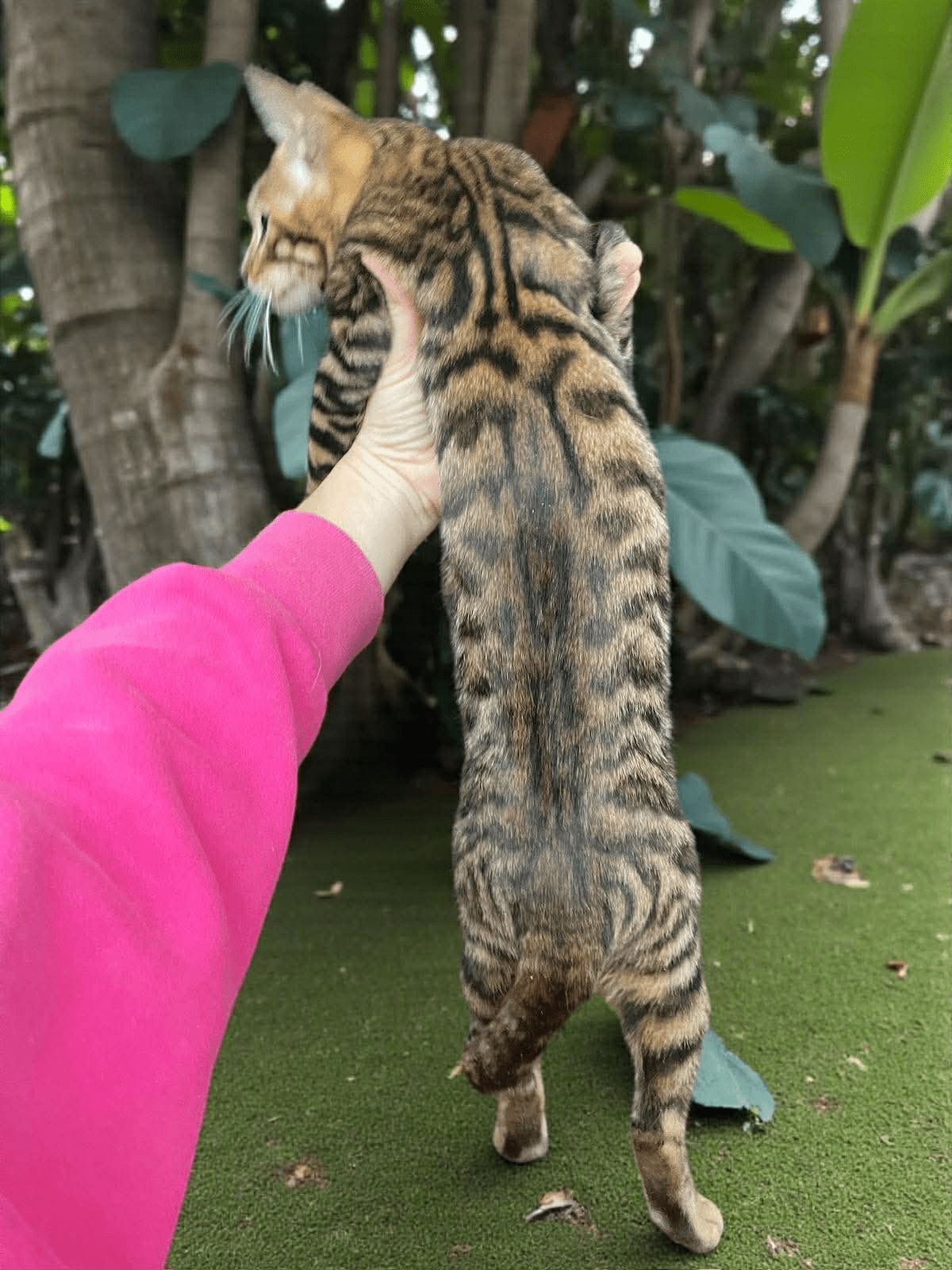 Indy-Female - Image 3