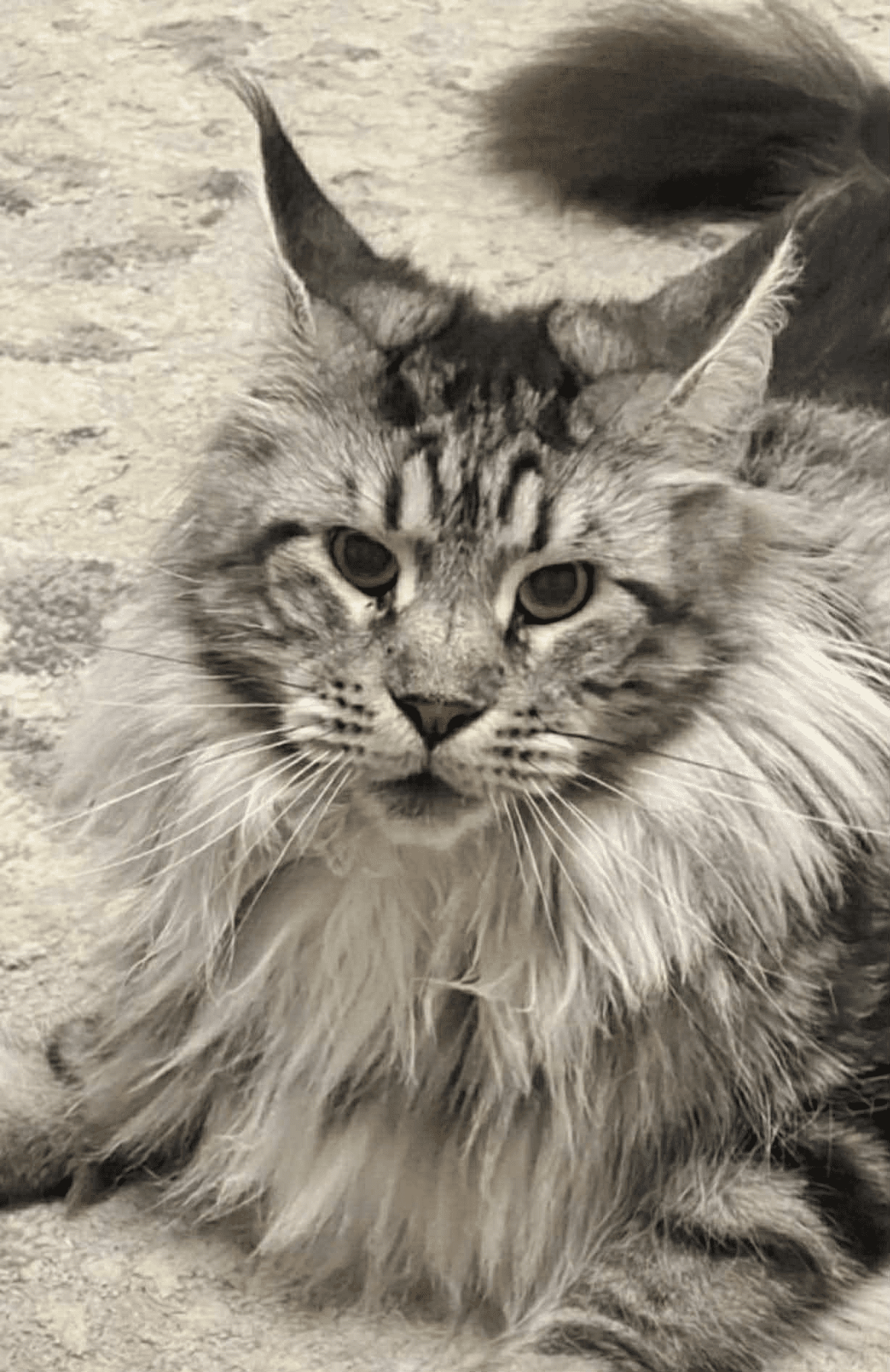 Sasha-Male - Image 14