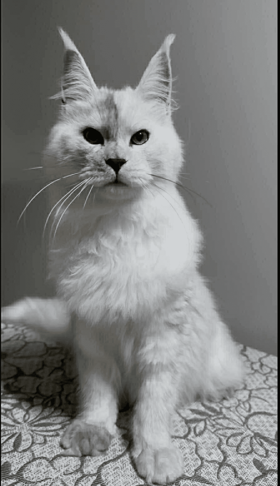 Ives-Male - Image 12