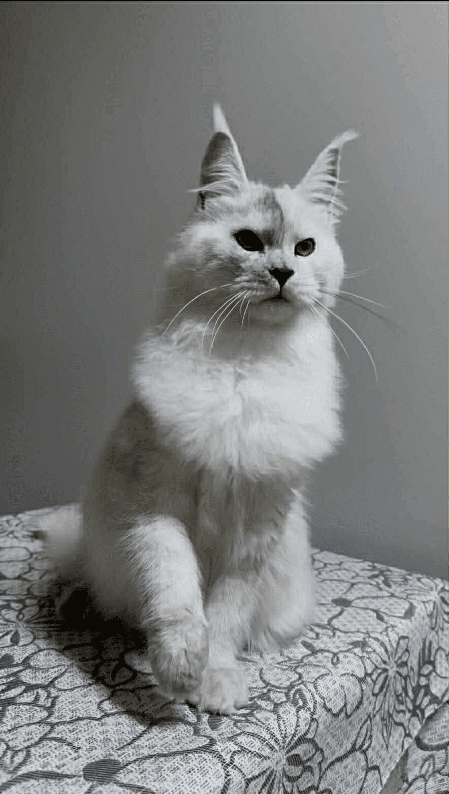 Ives-Male - Image 10