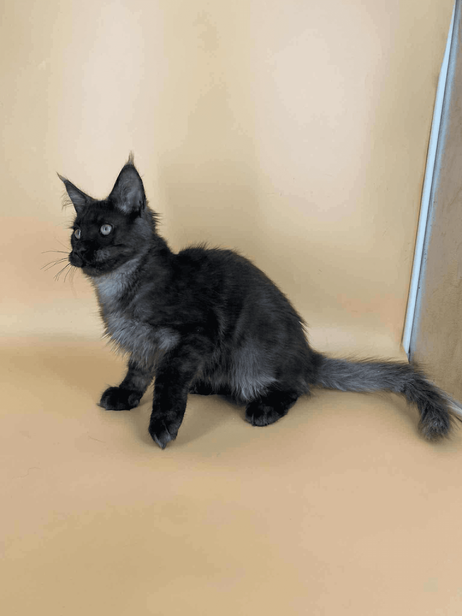 Sasha-Male - Image 2