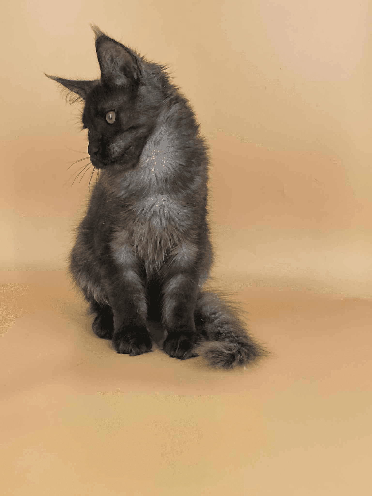 Sasha-Male - Image 8