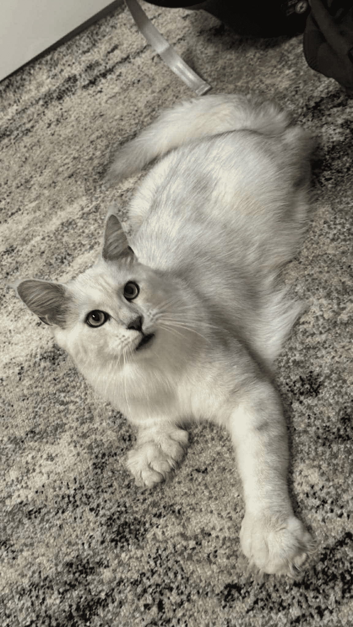 Sasha-Male - Image 13