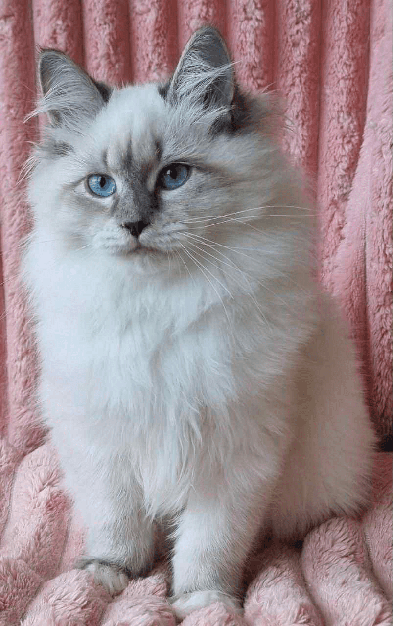 Raven-Female - Image 7