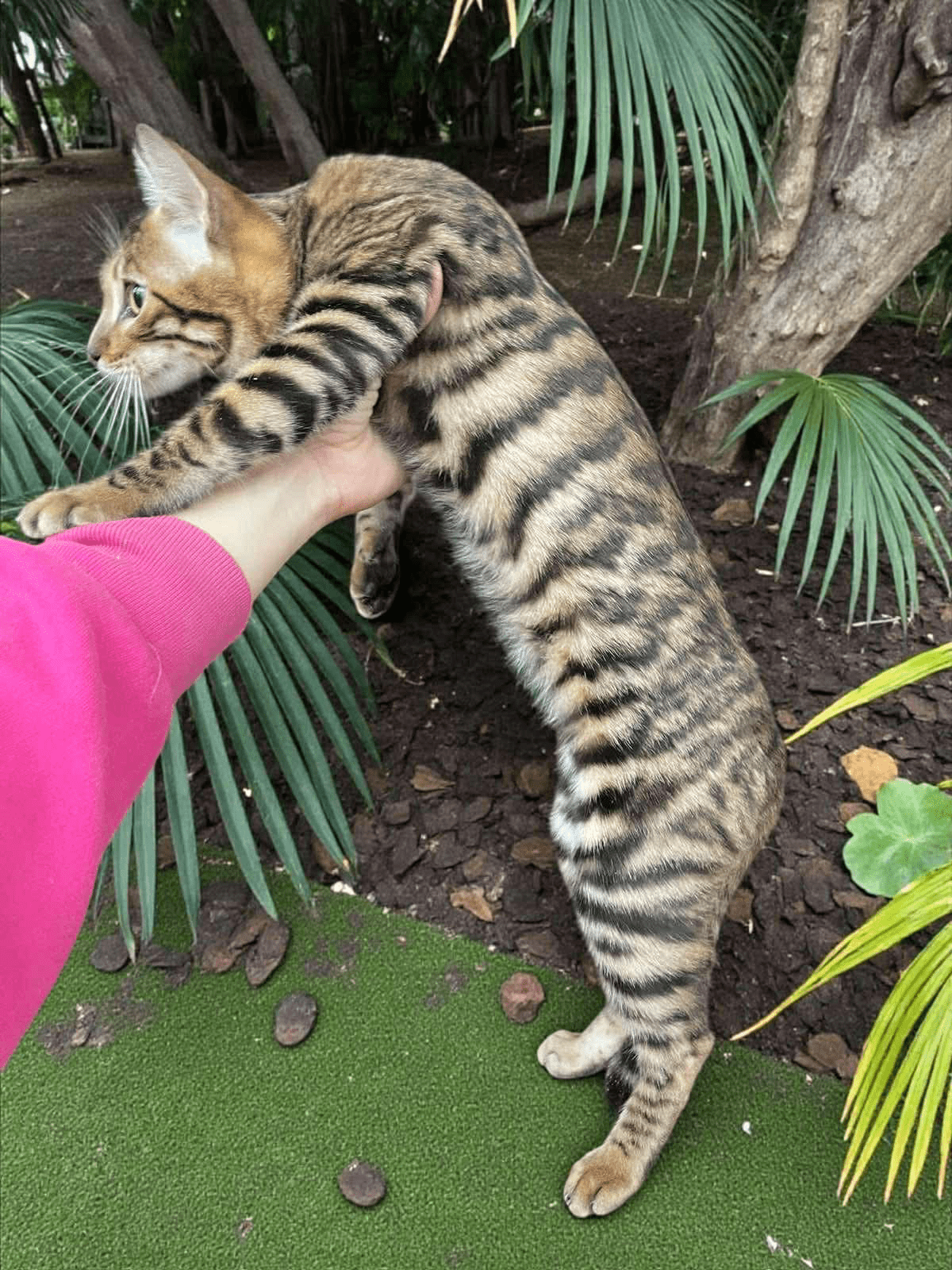 Indy-Female - Image 2