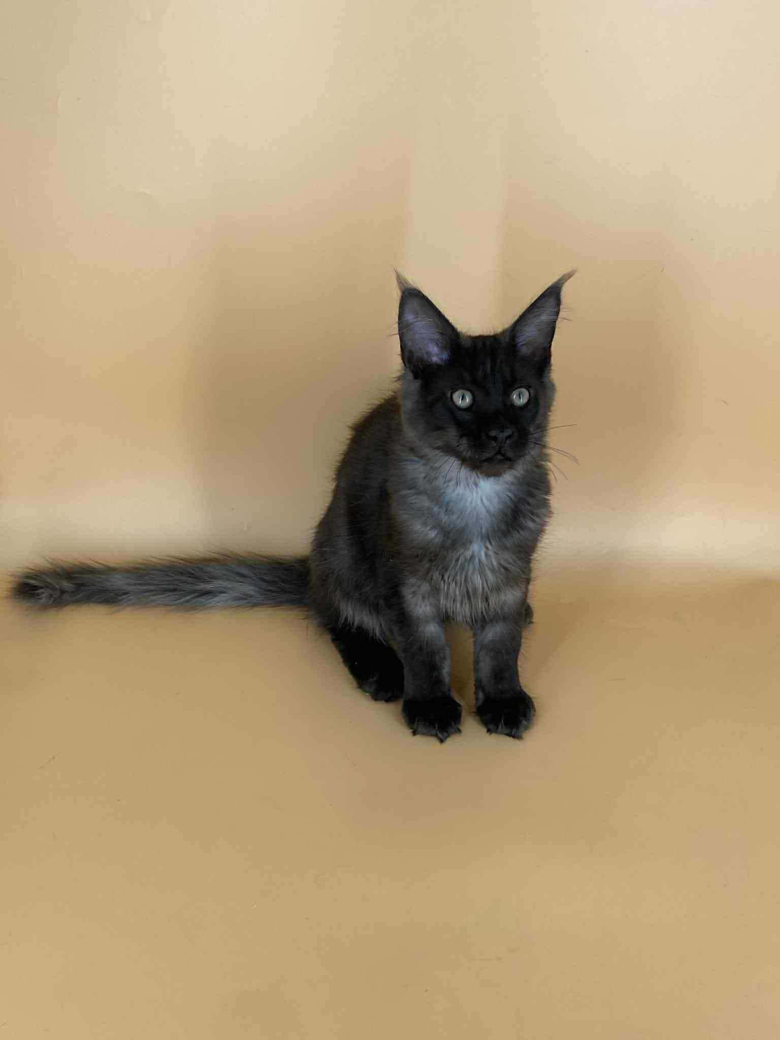 Sasha-Male - Image 5