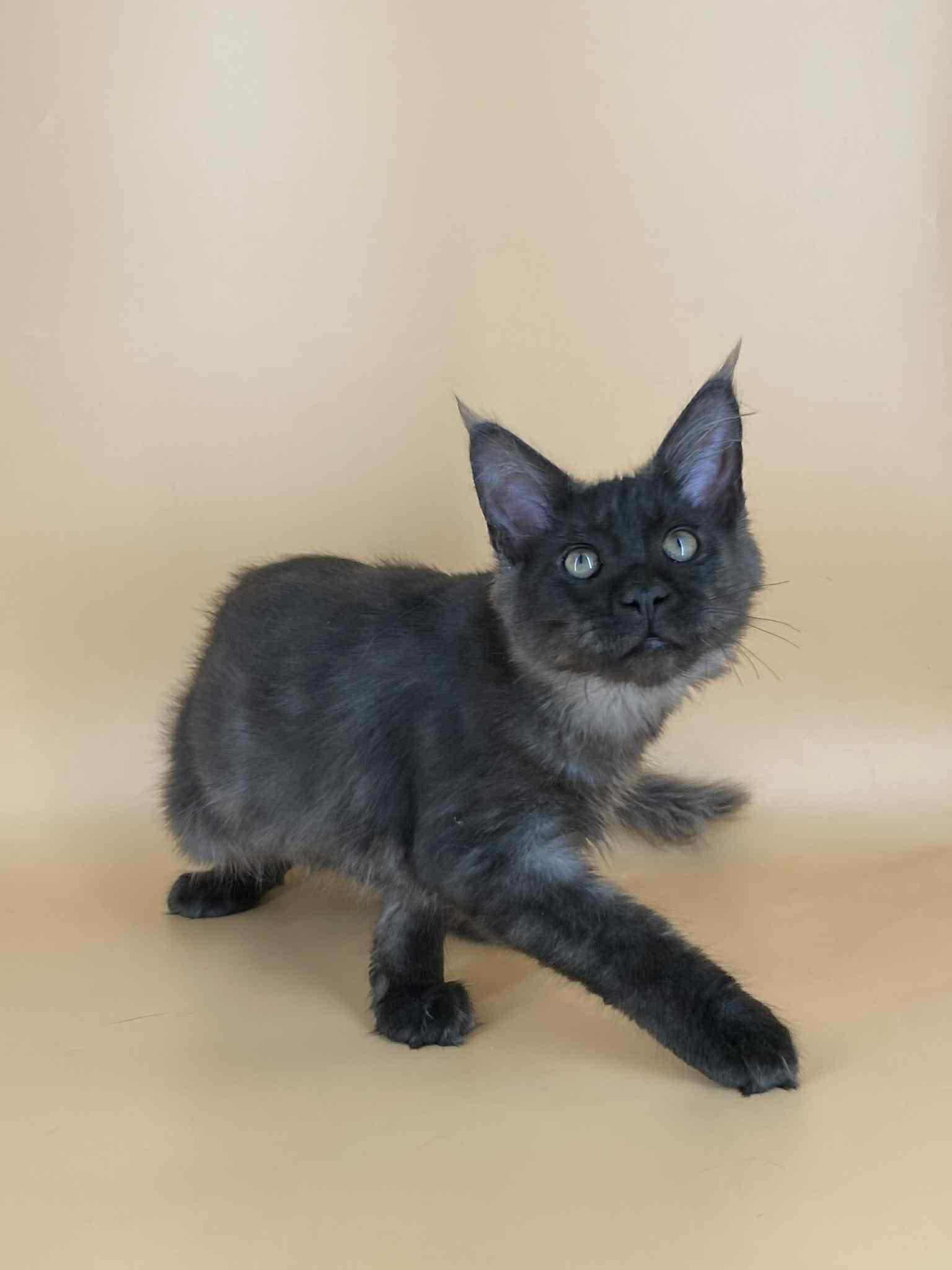 Sasha-Male - Image 11