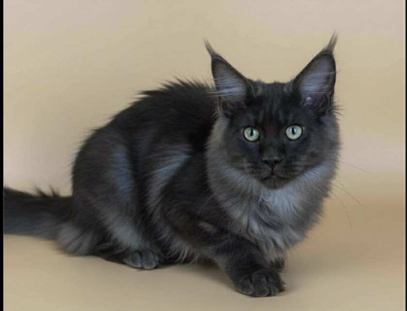 Sasha-Male - Image 16