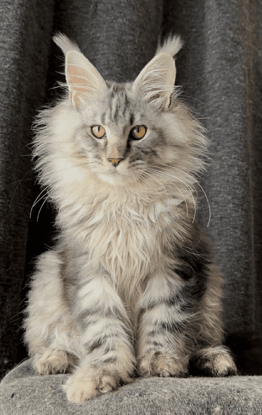 Ernest-Male - Image 7