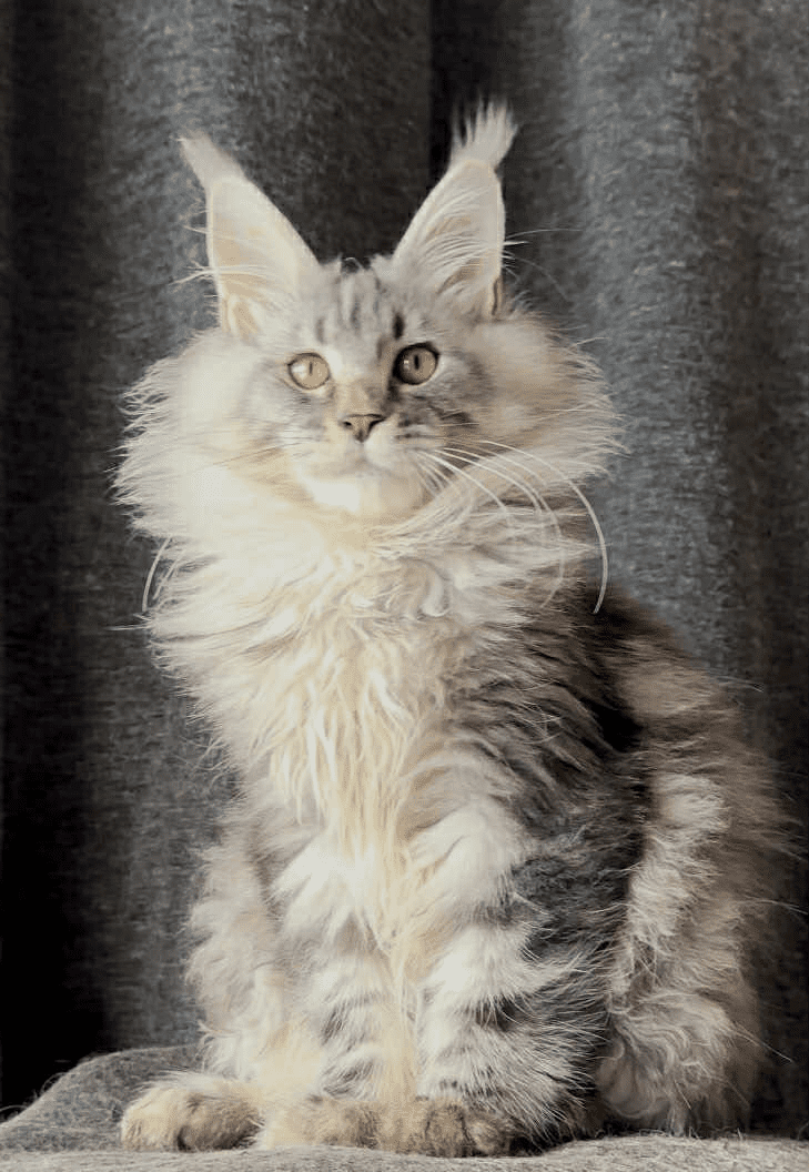 Ernest-Male - Image 17