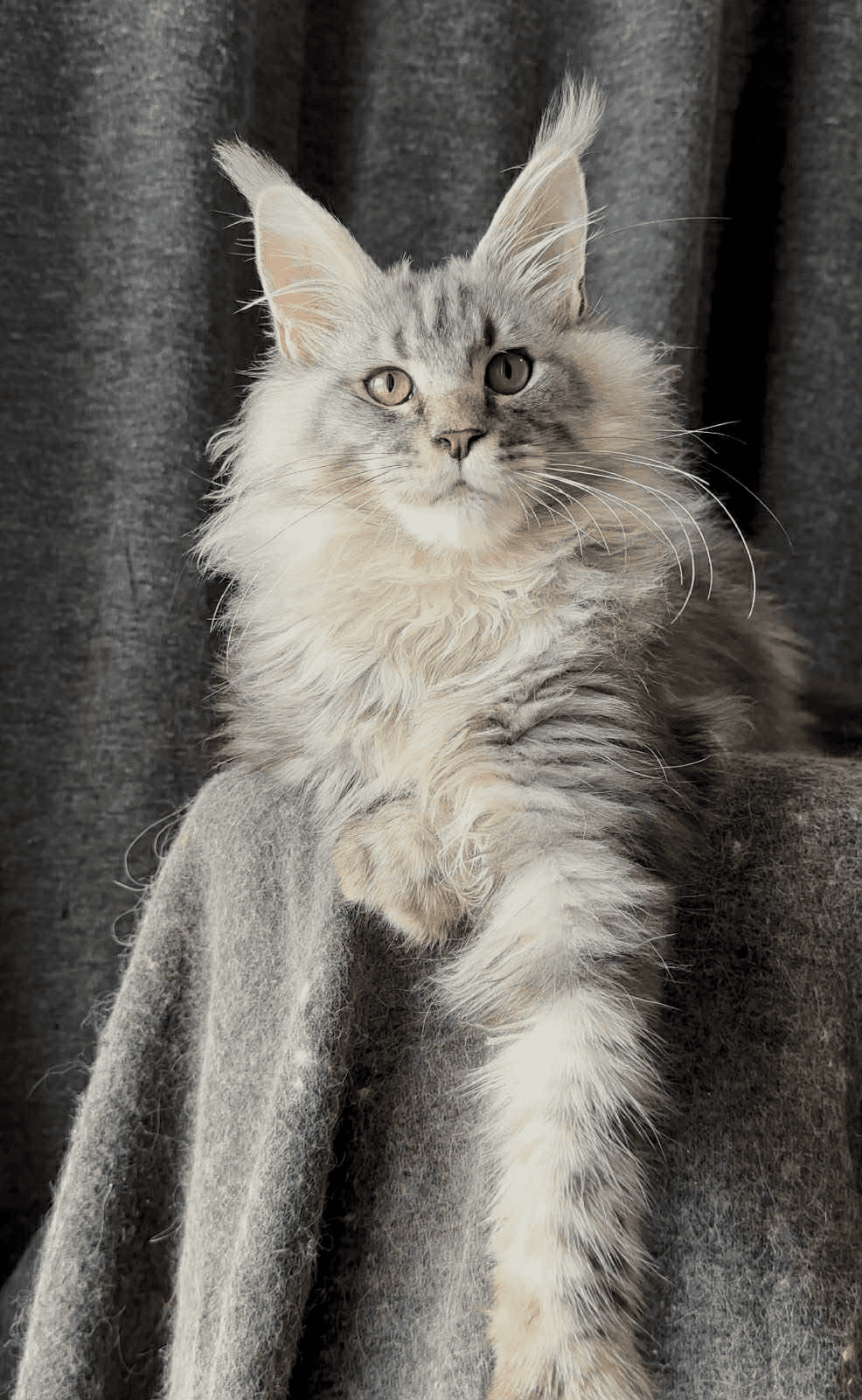 Ernest-Male - Image 2