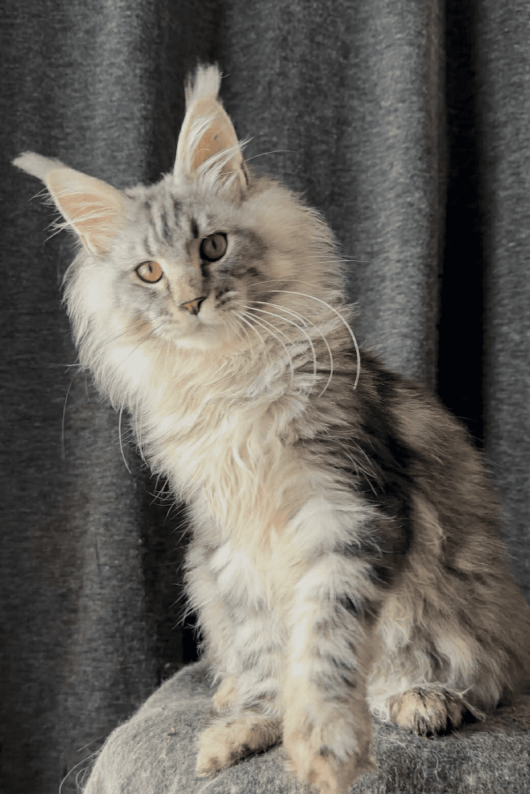 Ernest-Male - Image 20