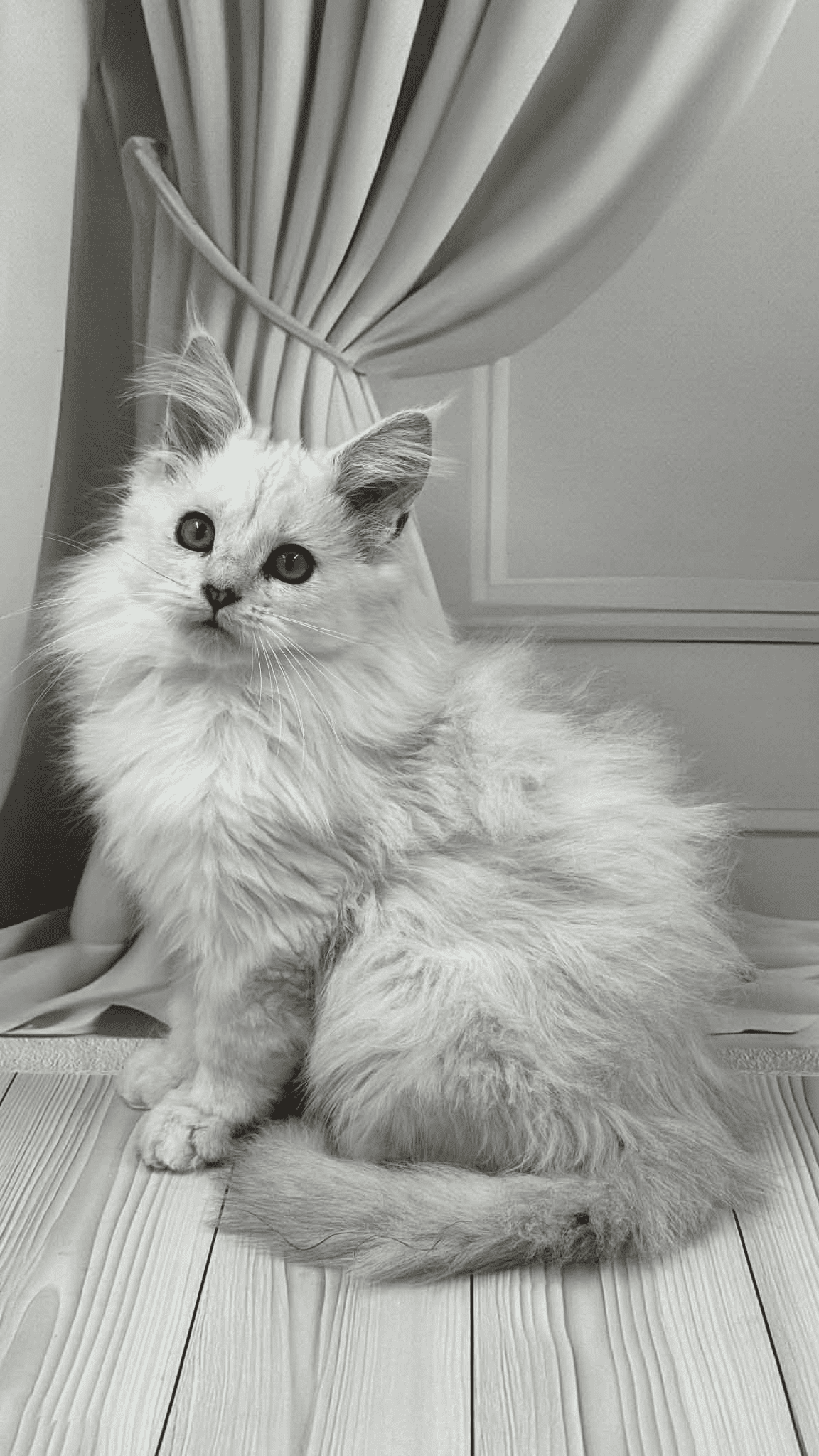 Ambassador-Male - Image 2