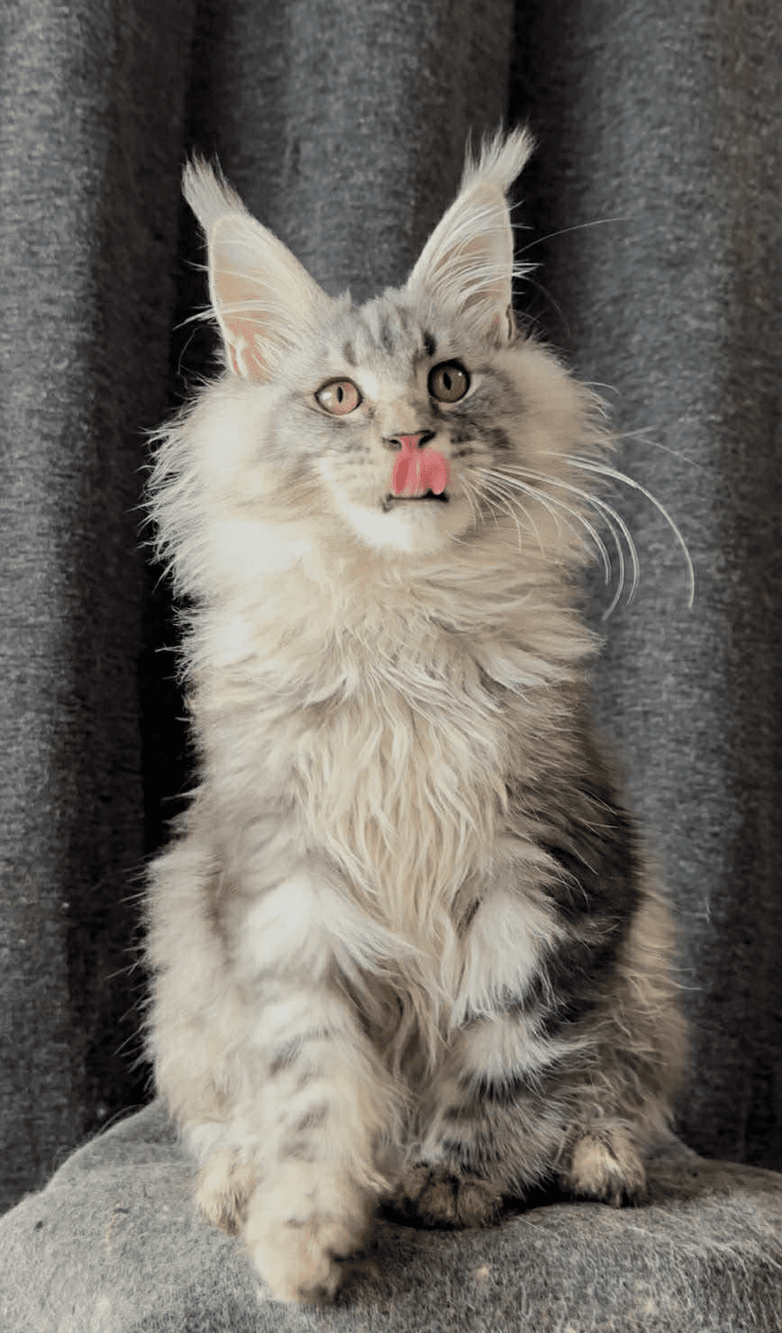 Ernest-Male - Image 12