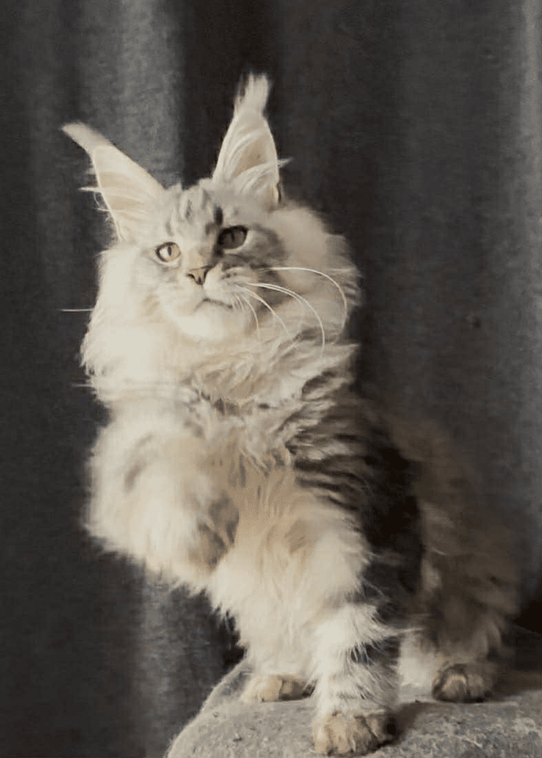 Ernest-Male - Image 24